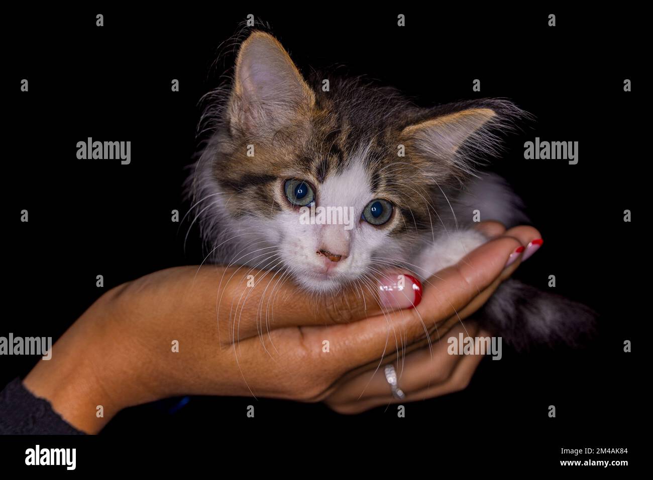 Süßes kleines Kätzchen, das auf der Handfläche einer Frau sitzt. Isoliert auf dunklem Hintergrund. Neugeborene Katze an weiblicher Hand. Ein Kätzchen auf einer Handfläche. Sehr litt Stockfoto