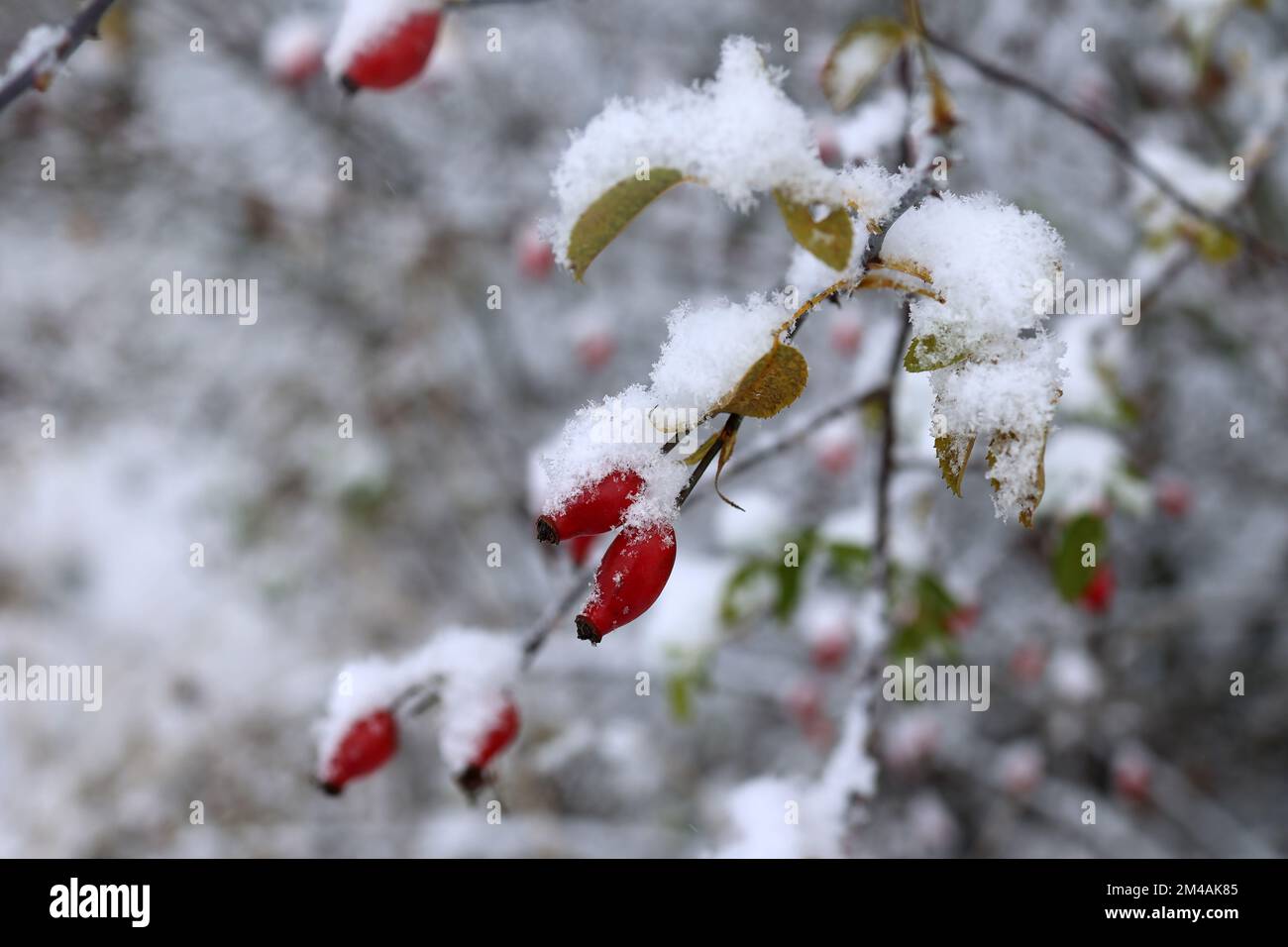 Rosenhüften auf Strauchzweigen im Winter Stockfoto