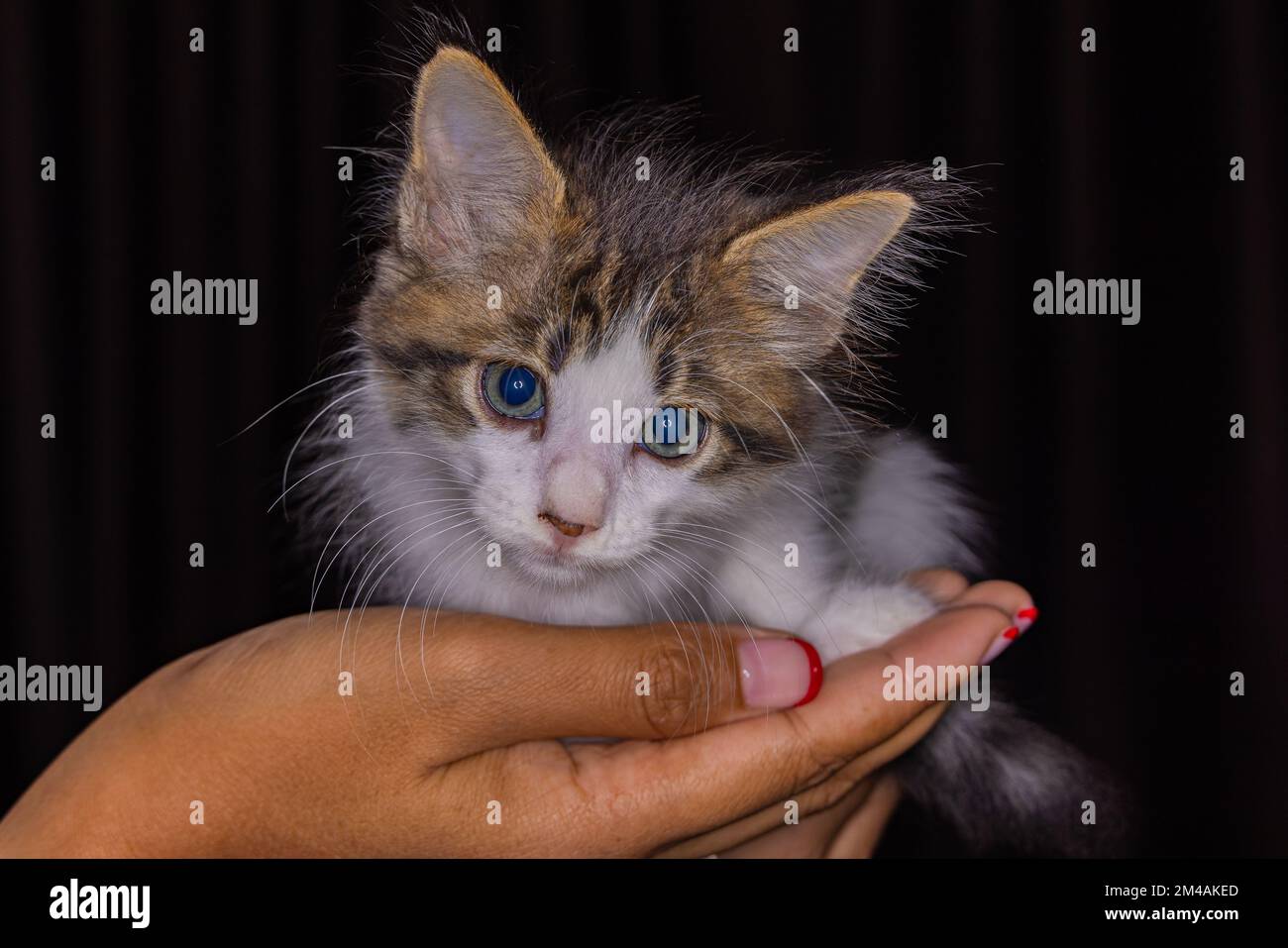 Süßes kleines Kätzchen, das auf der Handfläche einer Frau sitzt. Isoliert auf dunklem Hintergrund. Neugeborene Katze an weiblicher Hand. Ein Kätzchen auf einer Handfläche. Sehr litt Stockfoto