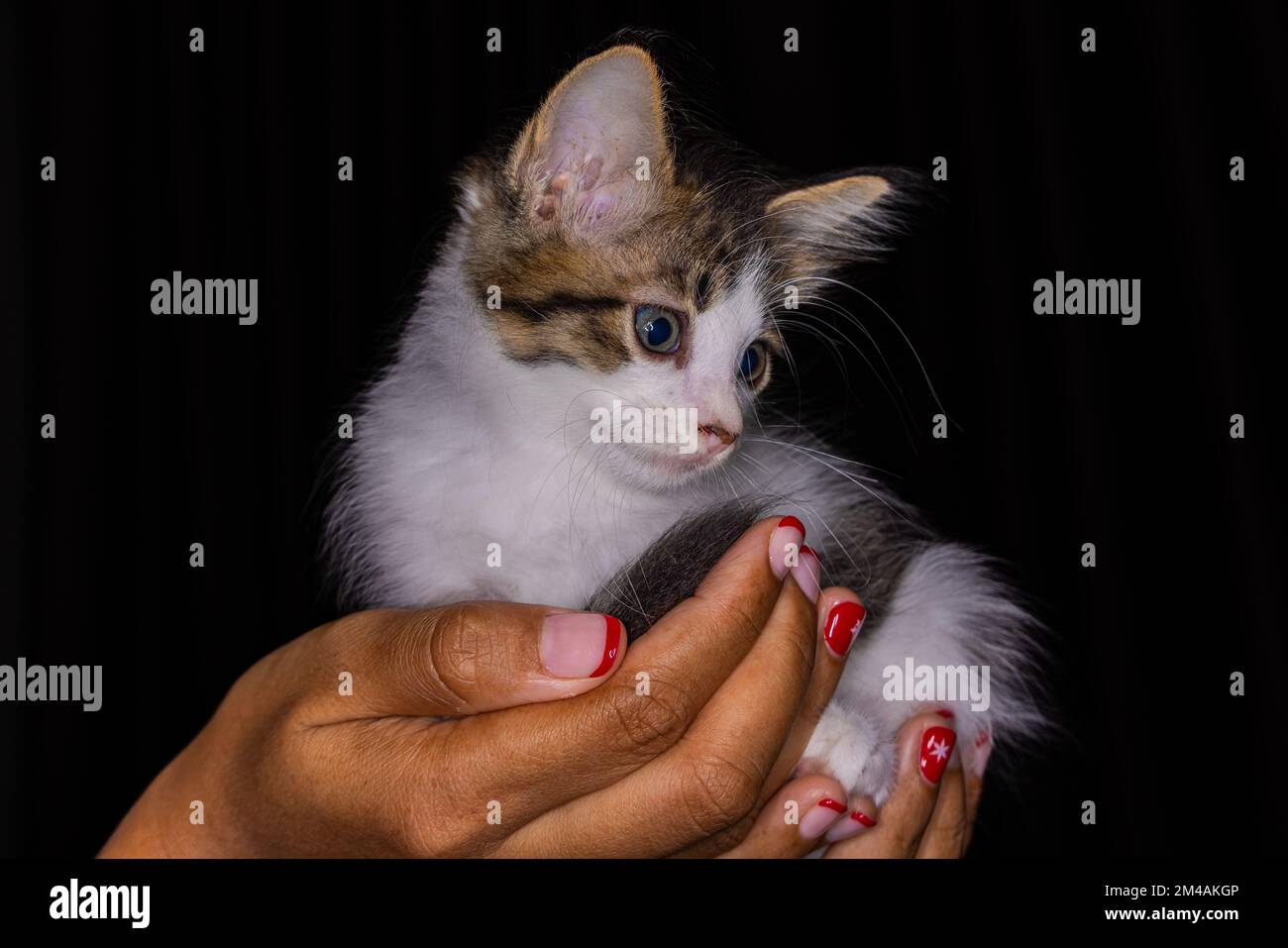 Süßes kleines Kätzchen, das auf der Handfläche einer Frau sitzt. Isoliert auf dunklem Hintergrund. Neugeborene Katze an weiblicher Hand. Ein Kätzchen auf einer Handfläche. Sehr litt Stockfoto
