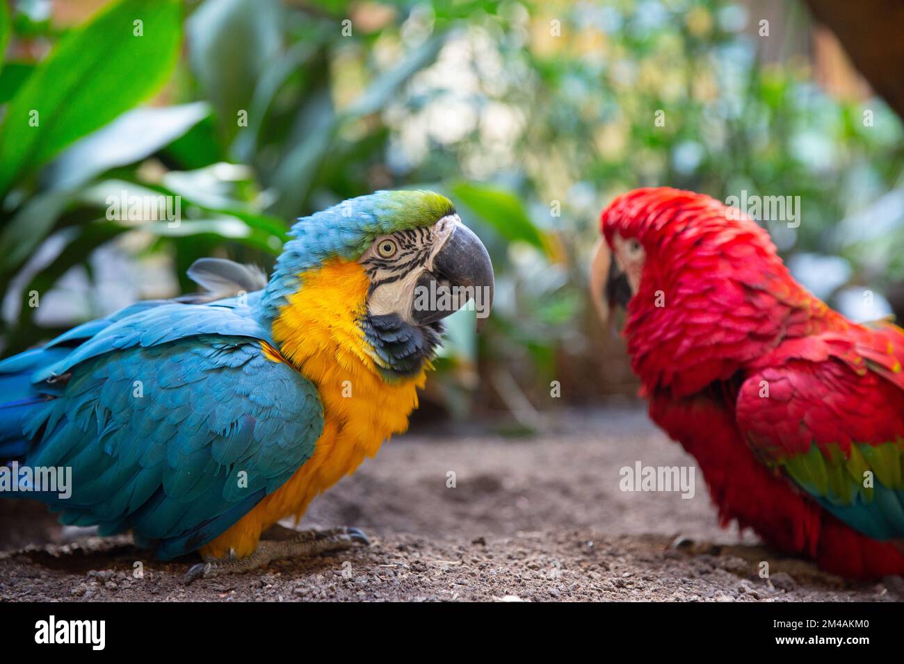 Papageien: Scharlach-Ara. Ein paar blau-rote Aras. Stockfoto