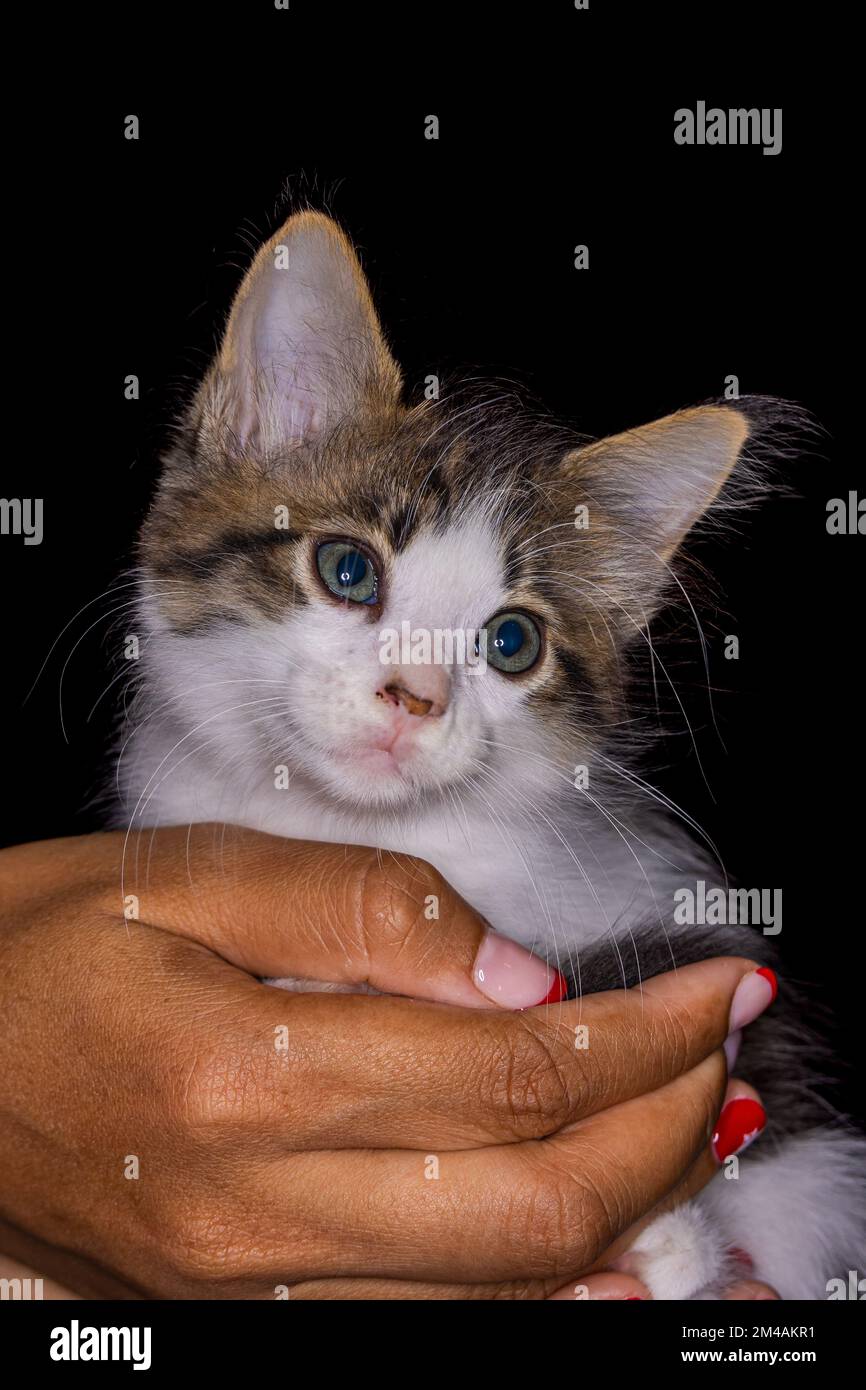 Süßes kleines Kätzchen, das auf der Handfläche einer Frau sitzt. Isoliert auf dunklem Hintergrund. Neugeborene Katze an weiblicher Hand. Ein Kätzchen auf einer Handfläche. Sehr litt Stockfoto