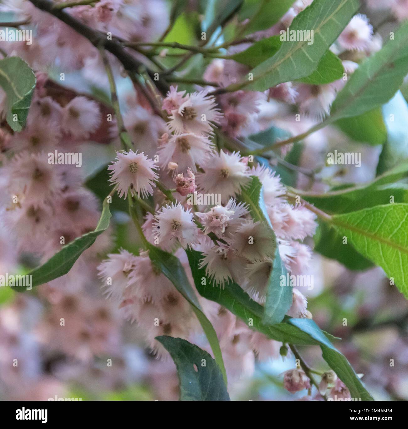 Winzige rosafarbene Blüten von australischer Blaubeeresche, Elaeocarpus reticulatus, im Frühling, einheimischer Garten von Queensland. Stockfoto