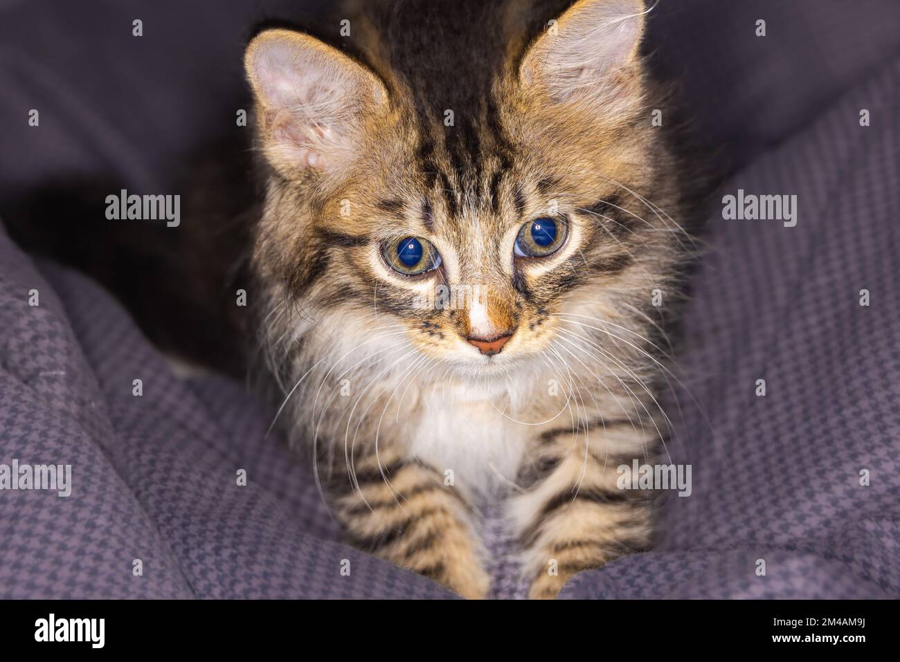 Porträt eines kleinen, sehr jungen Kätzchens. Kitty mit großen Augen nähert sich einem Bettlaken. Süße kleine Katze mit süßem Gesicht. Süße amerikanische Kurzhaar-Kätzchen Stockfoto