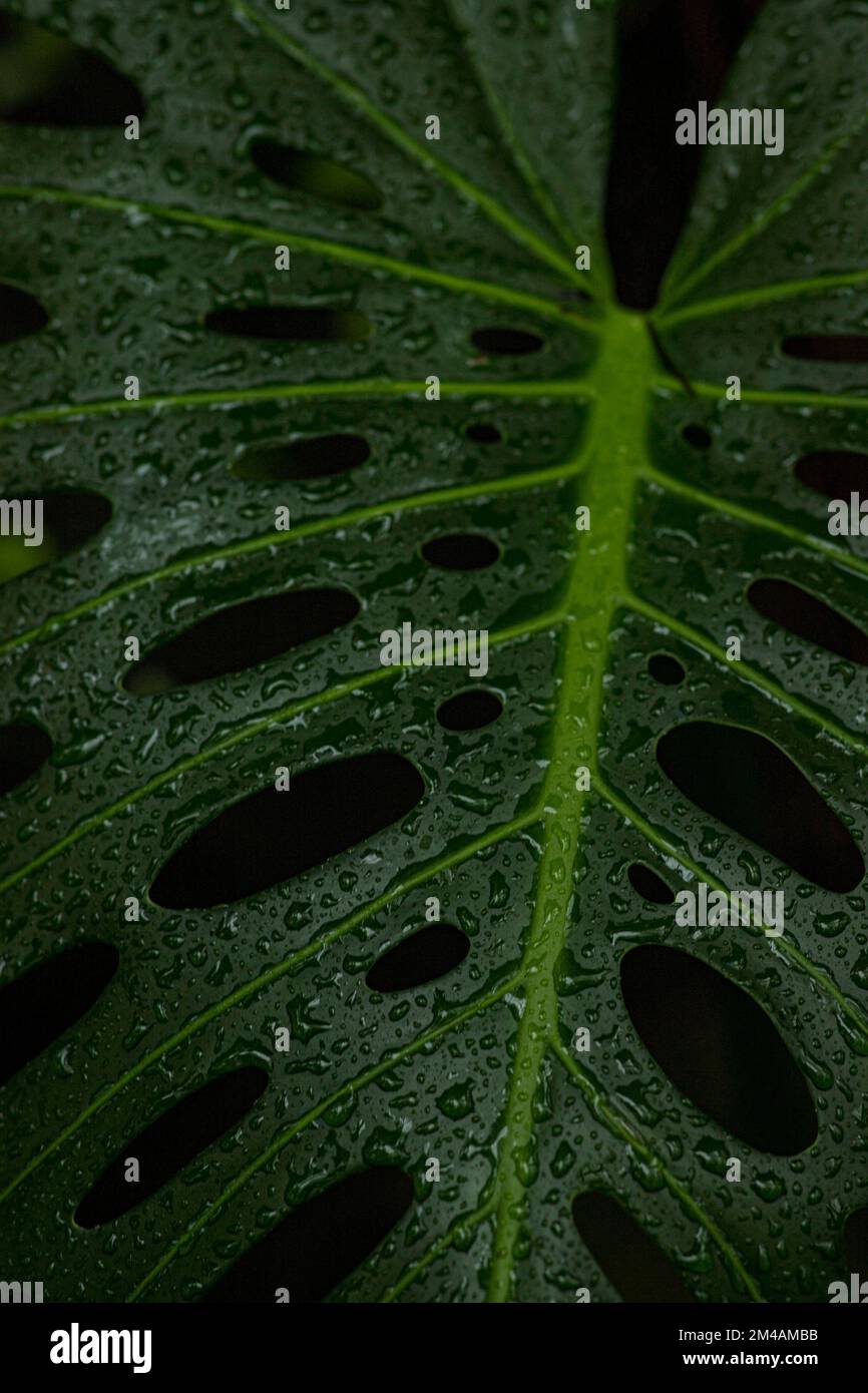 Wassertropfen auf monstera Blatt closeup, Tau Tropfen auf philodendron  Anlage Stockfotografie - Alamy