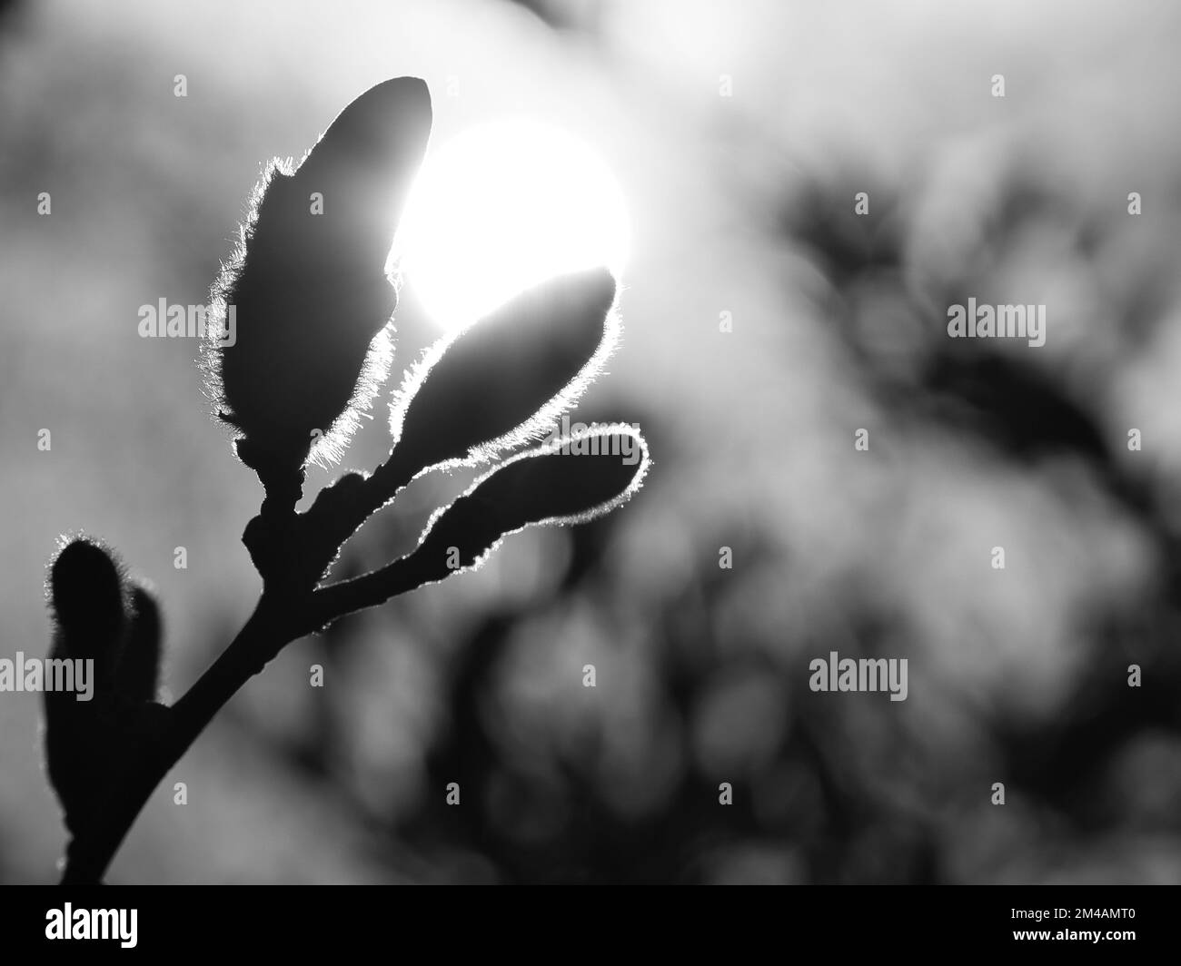 Magnolienknospen auf einem Magnolienbaum in Schwarz-Weiß mit dem Mond im Hintergrund. Magnolienbäume sind in der Blütezeit eine wahre Pracht. Stockfoto