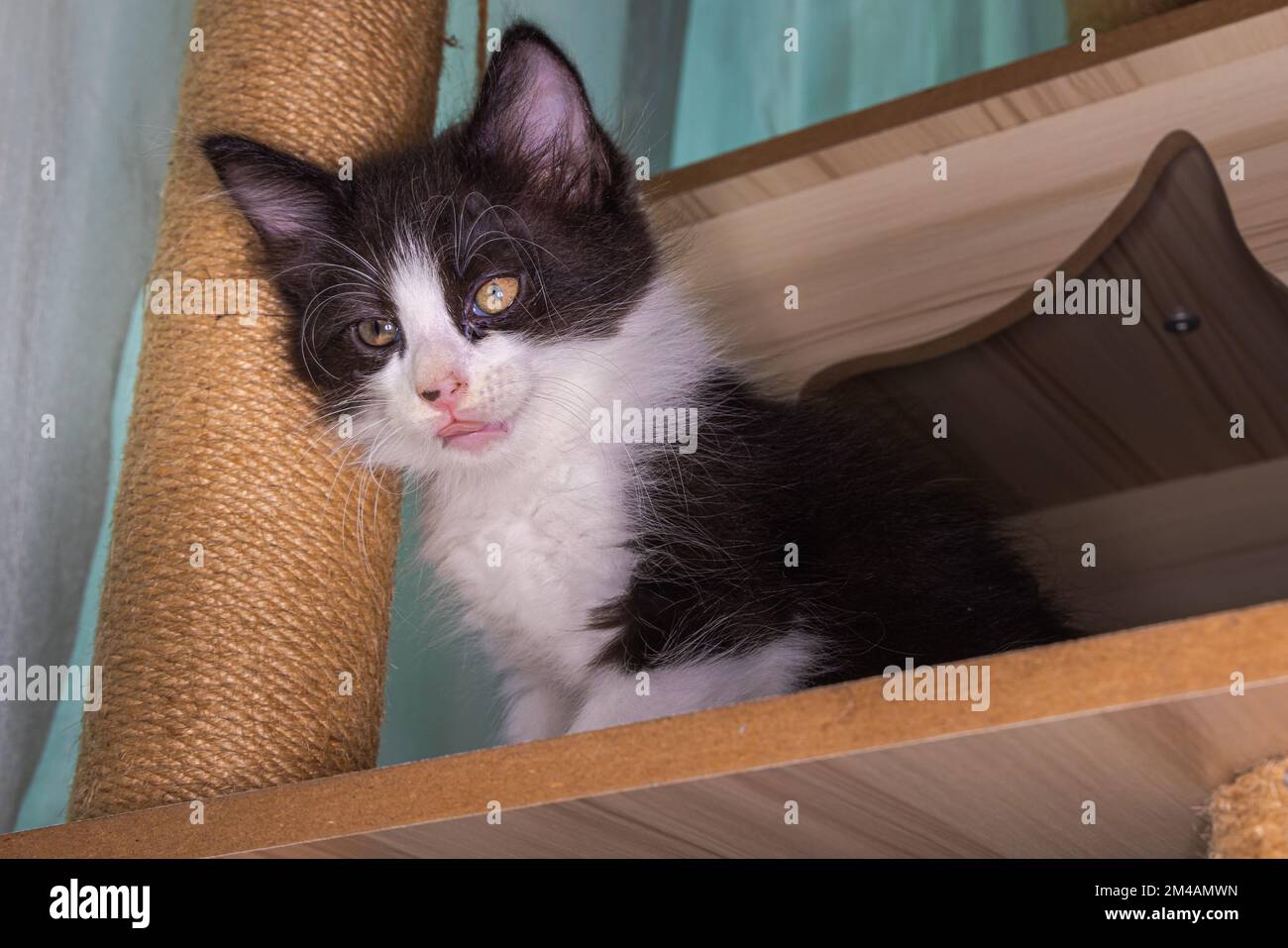 Porträt eines kleinen, sehr jungen Kätzchens. Kitty mit großen Augen nähert sich einem Bettlaken. Süße kleine Katze mit süßem Gesicht. Süße amerikanische Kurzhaar-Kätzchen Stockfoto