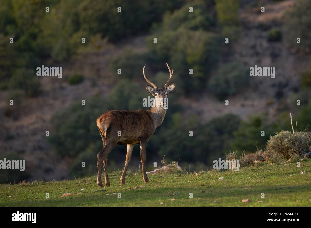 Wildes Reh mit einem Geweih, das wegblickt, während es am Sommertag in Spanien auf dem Grashang des Pyrenäenbergs grast Stockfoto