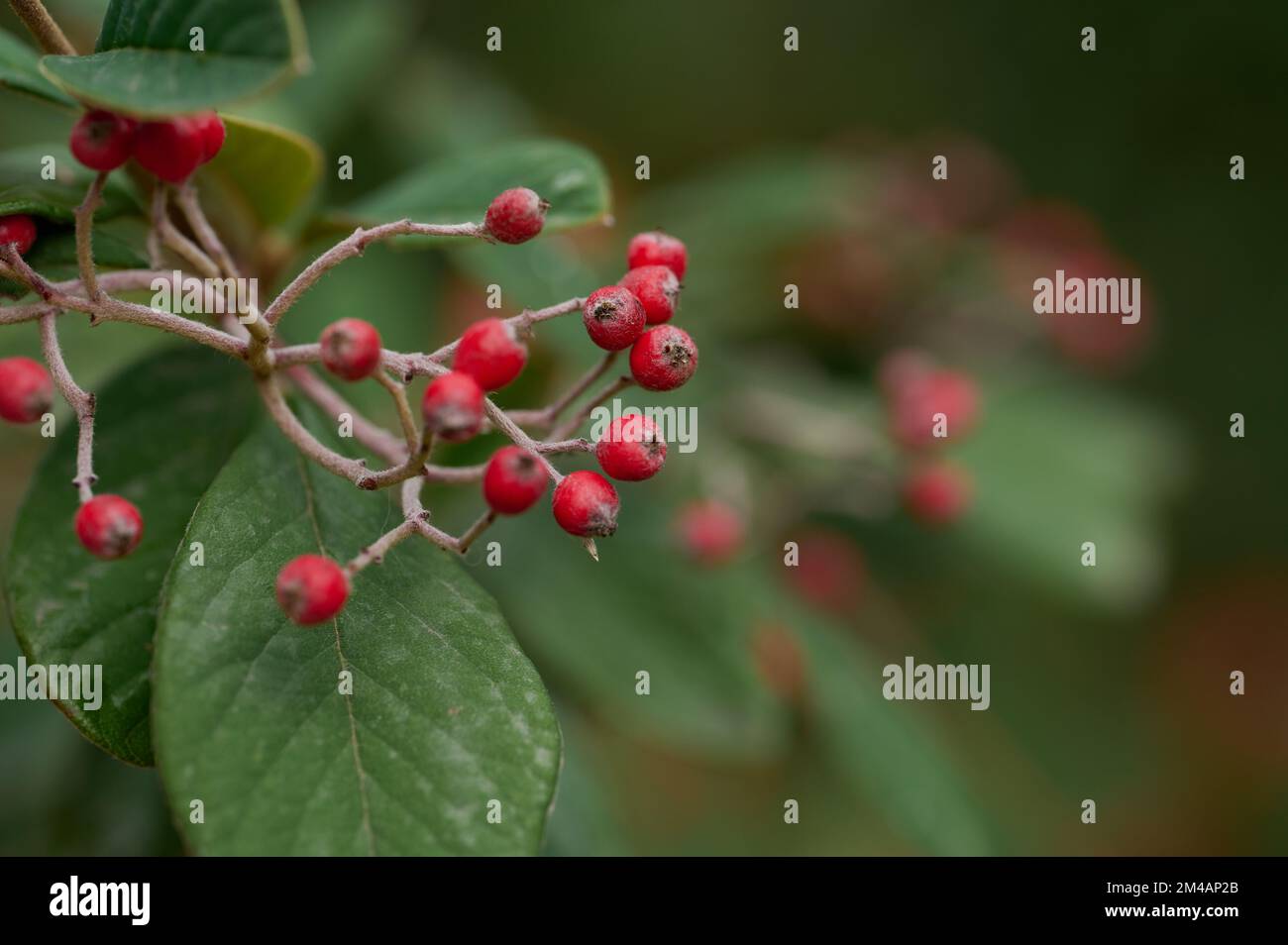 Nahtaufnahme kleiner roter Beeren auf Zweigen von späten Kokoneaster-Bäumen mit grünen Blättern, die im Wald wachsen Stockfoto