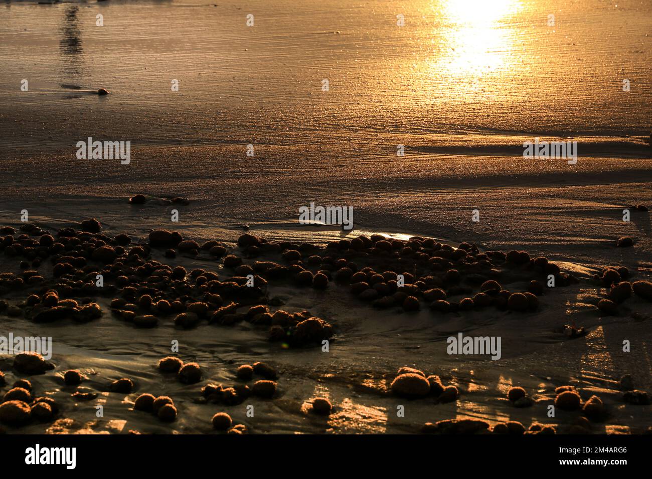 Trockene ozeanische Posidonia Algenbälle am Strand und Sand Textur an einem sonnigen Tag im Winter Stockfoto