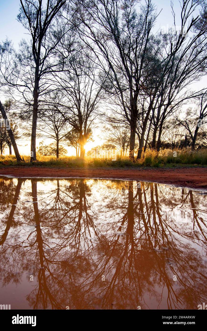 Desert Bloodwood Trees (Corymbia terminalis) reflektieren in einer Pfütze im Morgenlicht auf dem Gipfel des Mount Oxley im Nordwesten von New South Wales, Australien Stockfoto