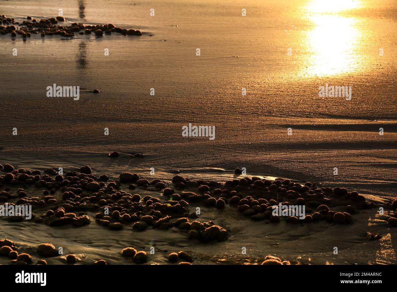 Trockene ozeanische Posidonia Algenbälle am Strand und Sand Textur an einem sonnigen Tag im Winter Stockfoto