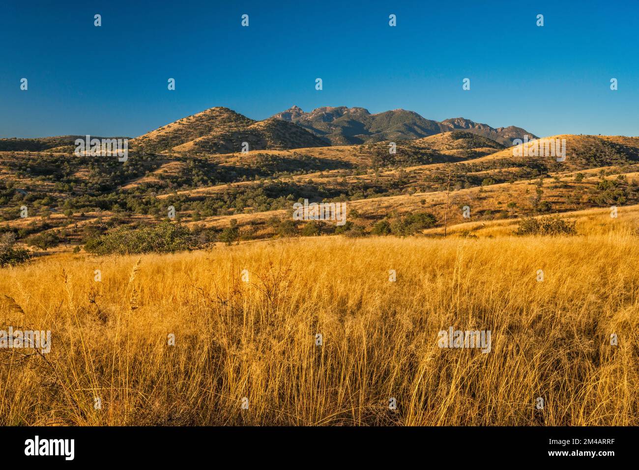 Santa Rita Mountains, über Ophir Gulch, Blick von FS 163 Road, Coronado National Forest, Arizona, USA Stockfoto