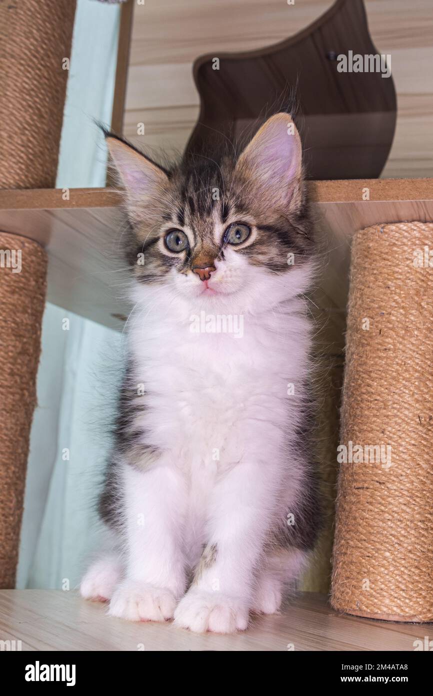 Porträt eines kleinen, sehr jungen Kätzchens. Kitty mit großen Augen nähert sich einem Bettlaken. Süße kleine Katze mit süßem Gesicht. Süße amerikanische Kurzhaar-Kätzchen Stockfoto