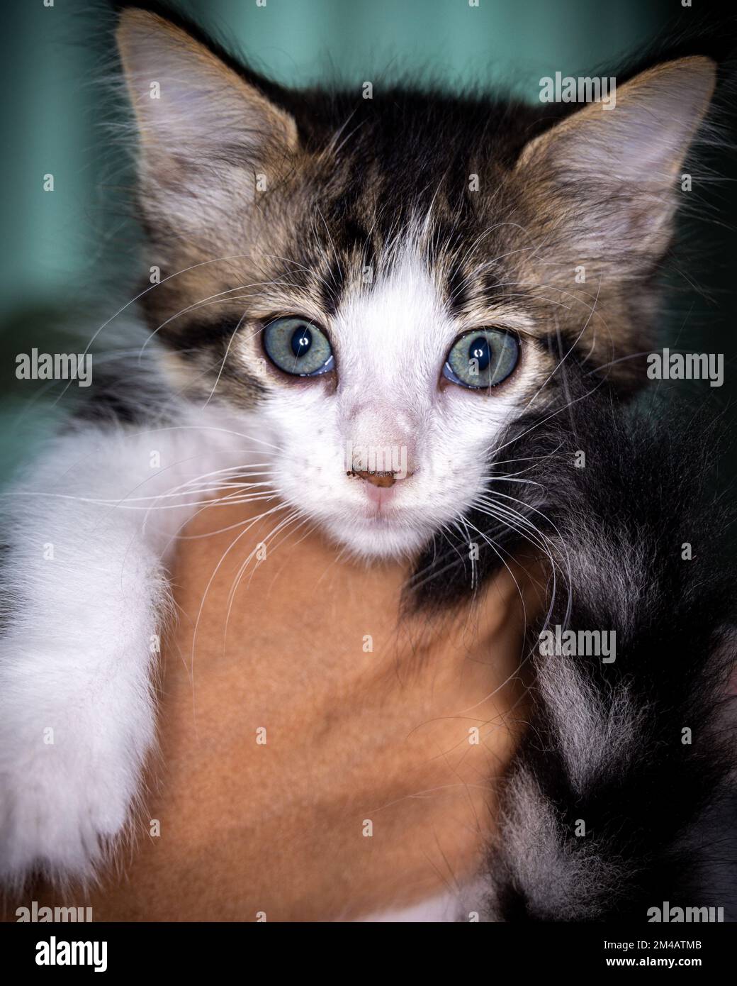 Süßes kleines Kätzchen, das auf der Handfläche einer Frau sitzt. Isoliert auf dunklem Hintergrund. Neugeborene Katze an weiblicher Hand. Ein Kätzchen auf einer Handfläche. Sehr litt Stockfoto
