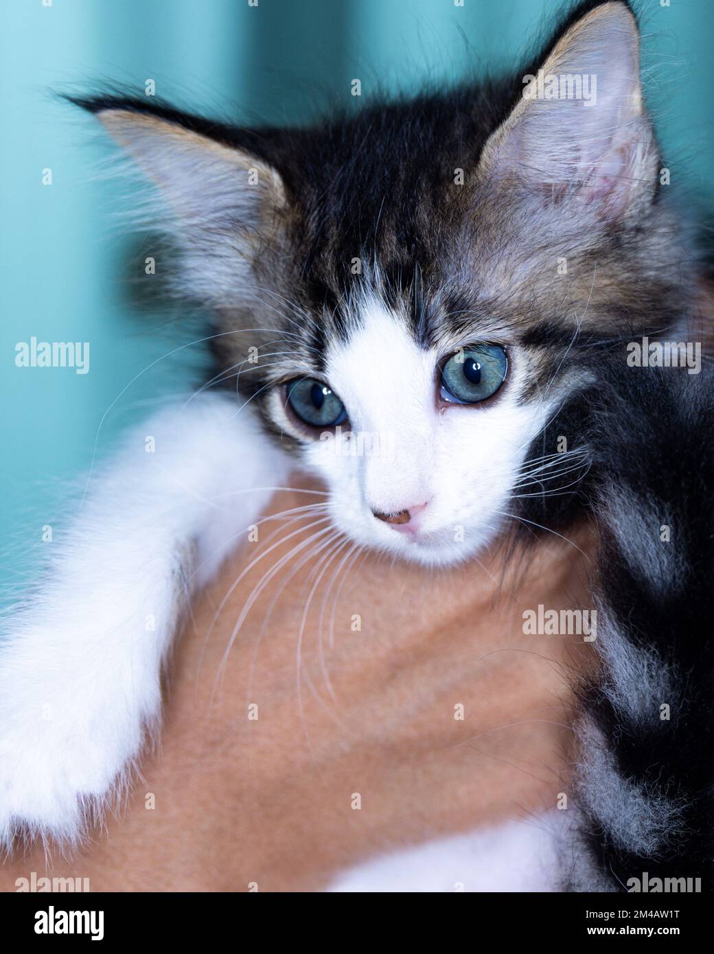 Süßes kleines Kätzchen, das auf der Handfläche einer Frau sitzt. Isoliert auf dunklem Hintergrund. Neugeborene Katze an weiblicher Hand. Ein Kätzchen auf einer Handfläche. Sehr litt Stockfoto