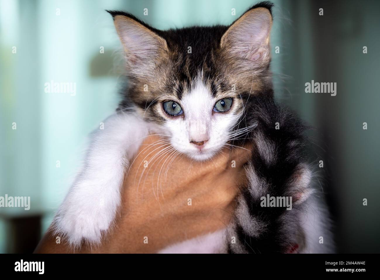 Süßes kleines Kätzchen, das auf der Handfläche einer Frau sitzt. Isoliert auf dunklem Hintergrund. Neugeborene Katze an weiblicher Hand. Ein Kätzchen auf einer Handfläche. Sehr litt Stockfoto