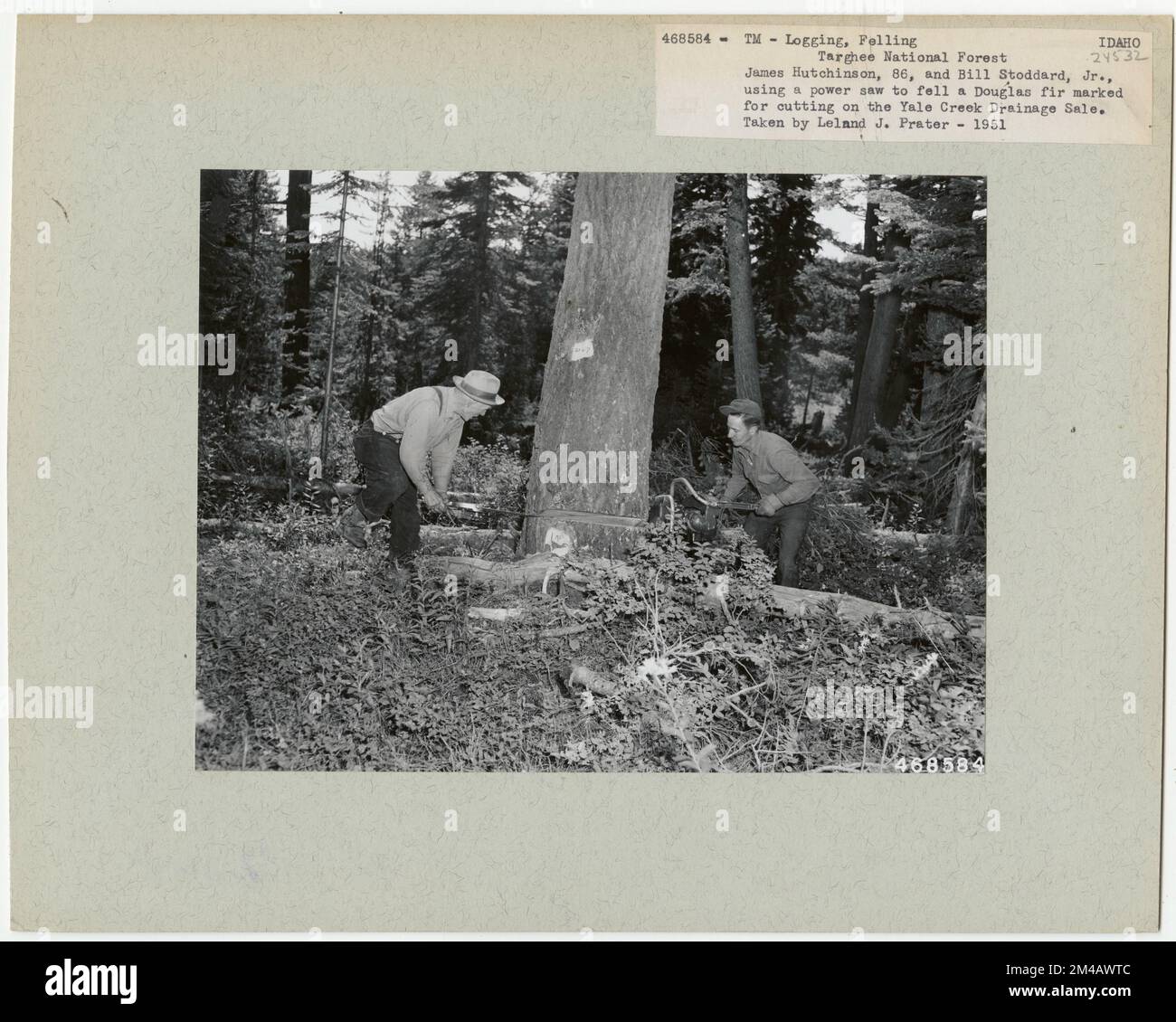 Holzeinschlag: Fällen - Idaho. Fotografien zu National Forests, Resource Management Practices, Personal sowie Kultur- und Wirtschaftsgeschichte Stockfoto Holzeinschlag: Fällen - Idaho. Fotografien zu National Forests, Resource Management Practices, Personal sowie Kultur- und Wirtschaftsgeschichte Stockfoto