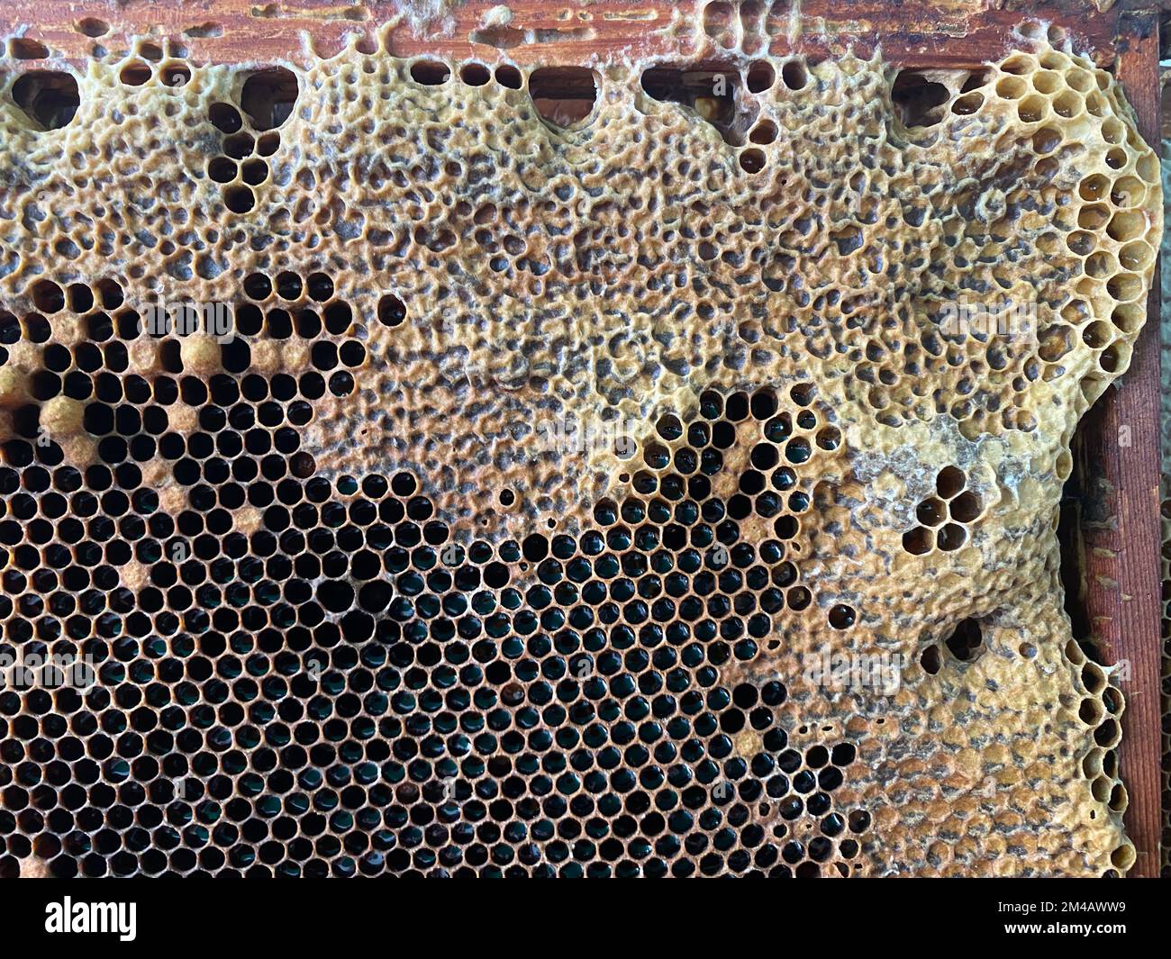 Hintergrundstruktur und -Muster eines Abschnitts von Wabenwachs aus einem Bienenstock gefüllt mit goldenem Honig in Vollbildansicht. Hochwertiges Foto Stockfoto