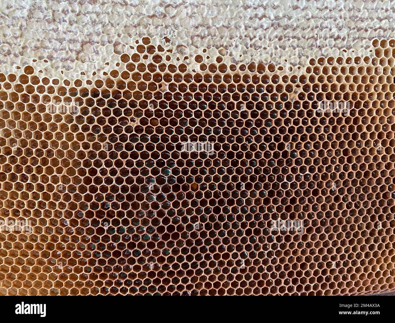 Hintergrundstruktur und -Muster eines Abschnitts von Wabenwachs aus einem Bienenstock gefüllt mit goldenem Honig in Vollbildansicht. Hochwertiges Foto Stockfoto
