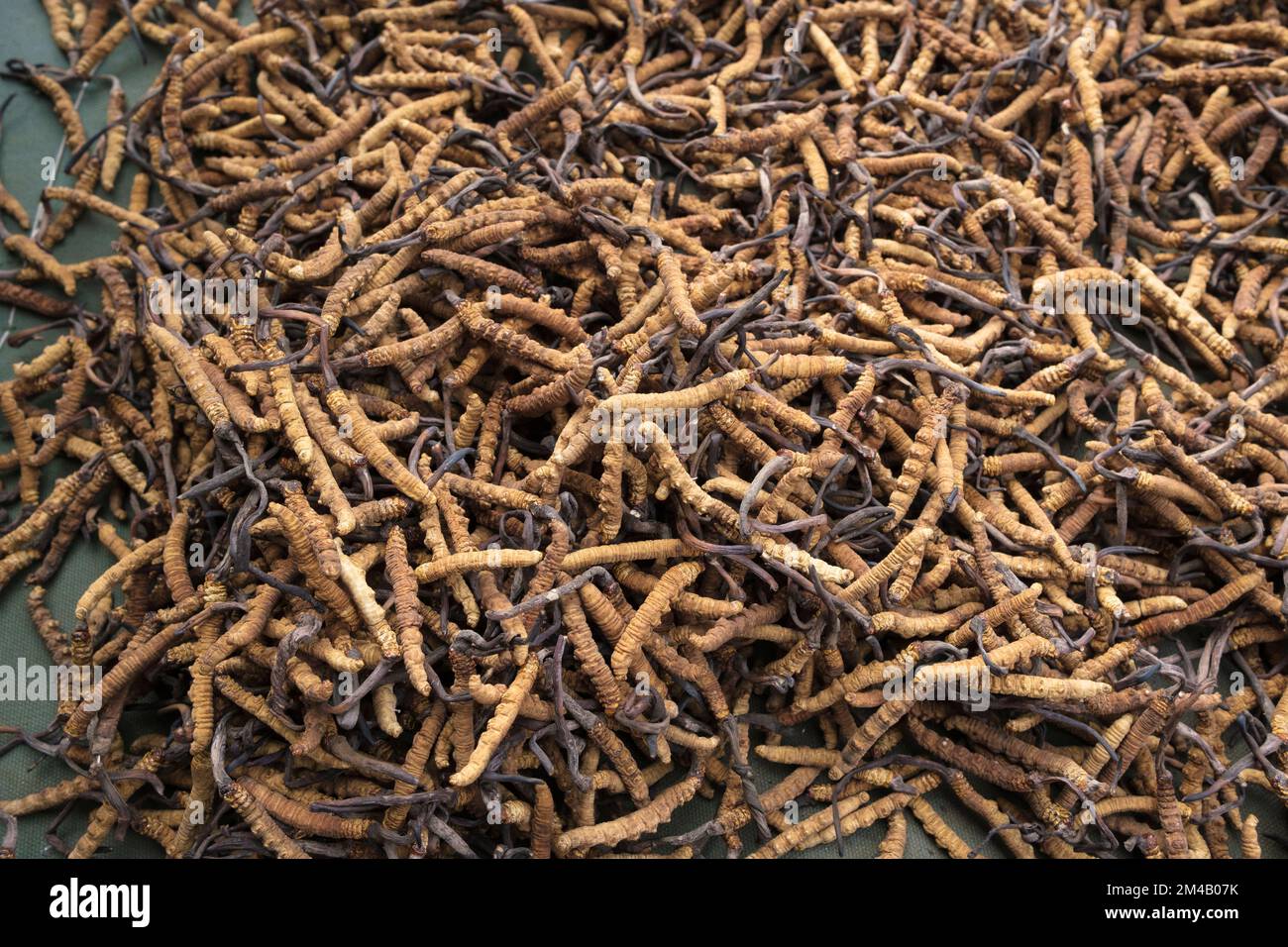 Caterpillar Pilz oder Yartsa Gunbu (Ophiocordyceps sinensis) zum Verkauf. Lhasa. Autonome Region Tibet. China. Stockfoto