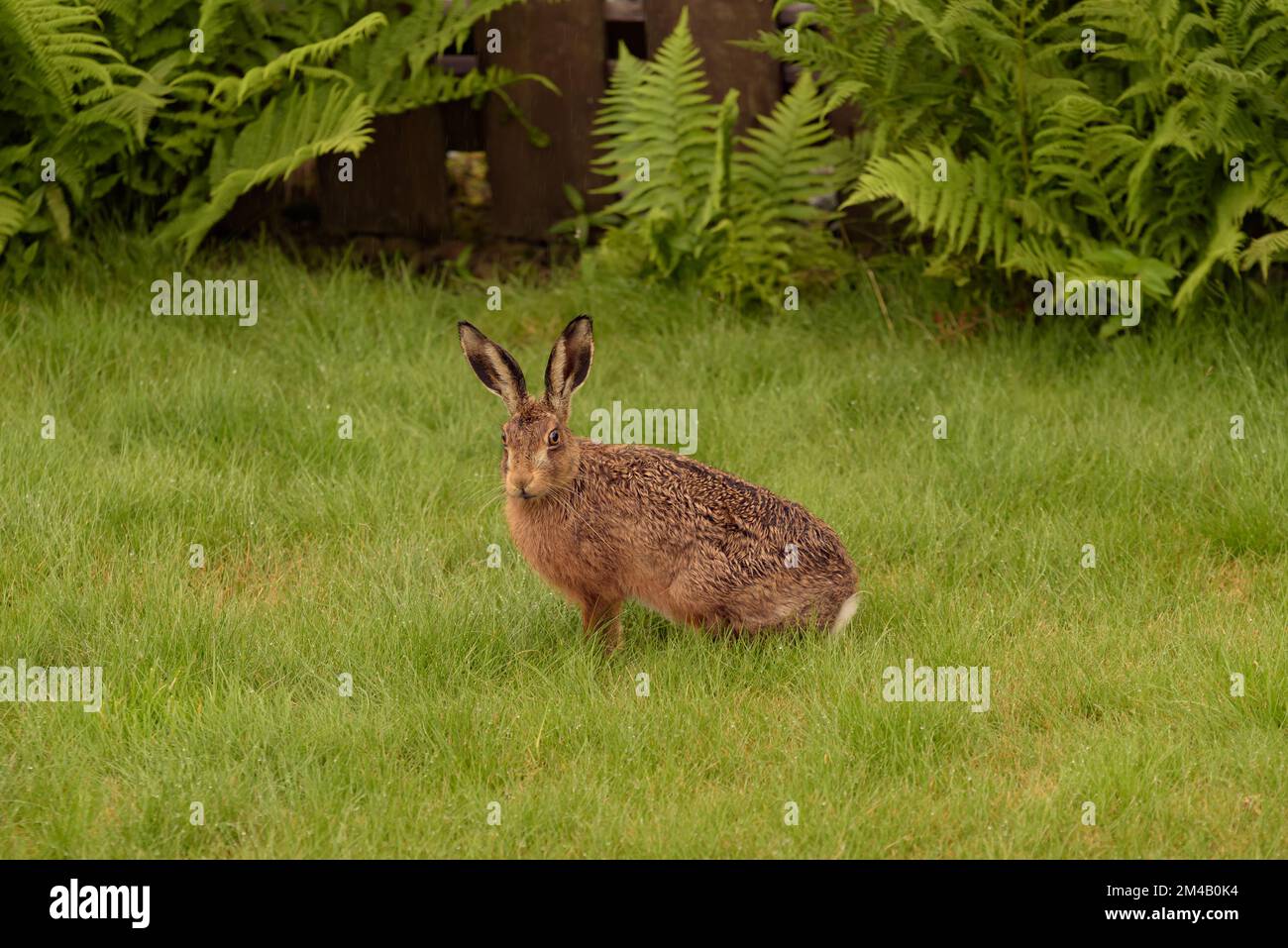 Schottische Wildbraune Hase-Kamera Stockfoto