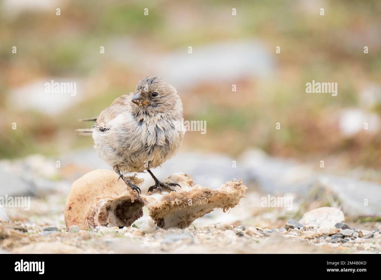 Glatter Bergfink (Leucosticte nemoricola) auf einem Knochen. Naturschutzgebiet Chomolungma. Autonome Region Tibet. China. Stockfoto