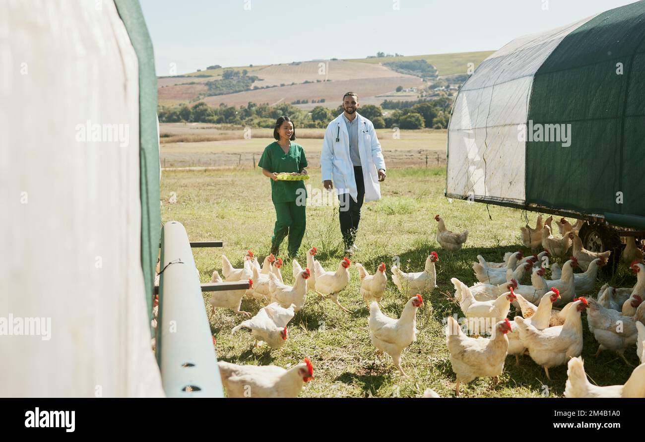 Huhn, Bauernhof und Tierpfleger mit Arzt für die Gesundheitskontrolle der Eier. Medizinisches Team für Geflügel, Landwirtschaft und Tierarzt, Mann und Frau, die sich vorbereiten Stockfoto