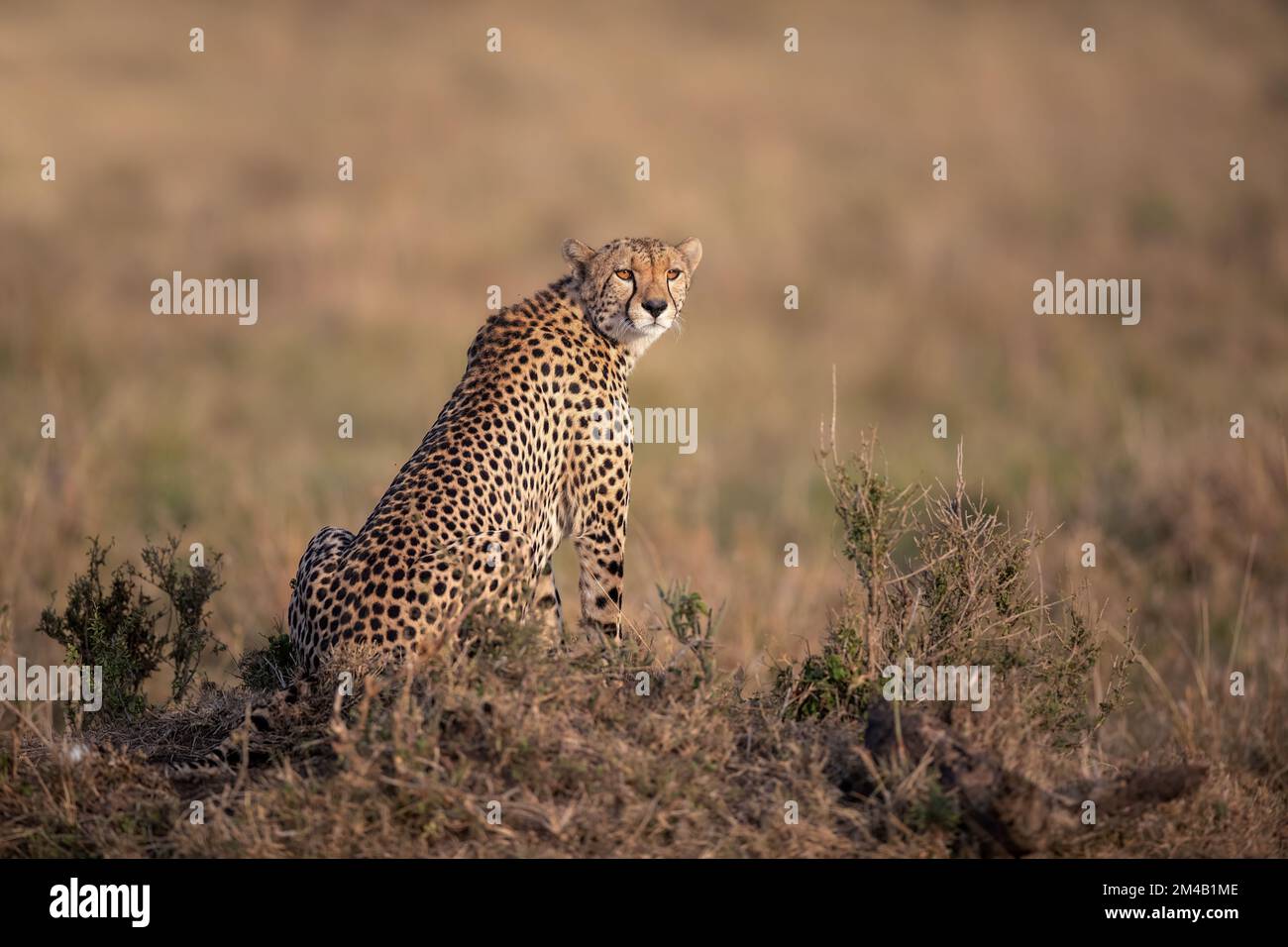 Cheetah auf der Suche nach Beute - haltet die Augen offen, bestes Licht, Masai Mara, Olare Motorogi Conservancy, Kenia. Stockfoto