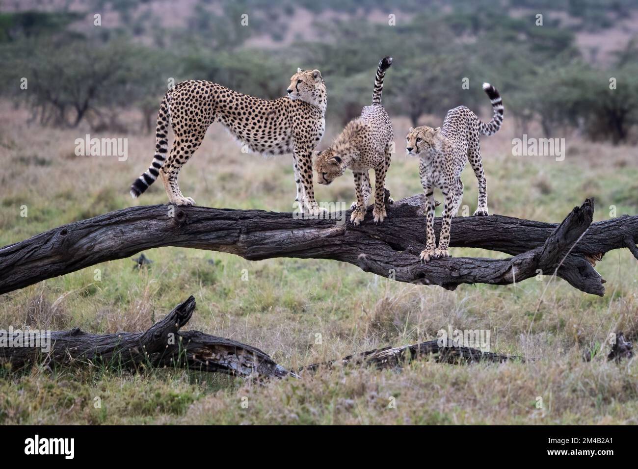 Eine Gepardenmutter mit ihren zwei Jungen auf einem Baum, etwas höher, die Mutter sucht nach Beute, Masai Mara Olare Motorogi Conservancy Stockfoto