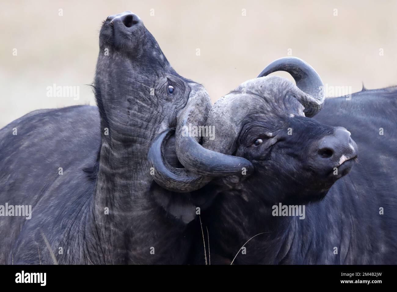 Zwei afrikanische Büffel messen ihre Stärke, Hörner sind verschlossen und schwer zu trennen, intensiver Kampf, Masai Mara, Olare Motorogi Conservancy, Kenia Stockfoto