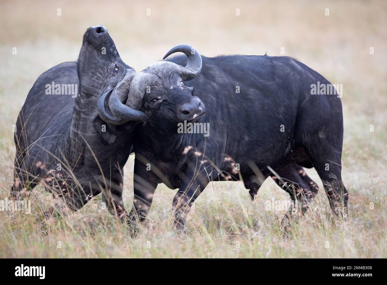 Zwei afrikanische Büffel messen ihre Stärke, Hörner sind verschlossen und schwer zu trennen, intensiver Kampf, Masai Mara, Olare Motorogi Conservancy, Kenia. Stockfoto