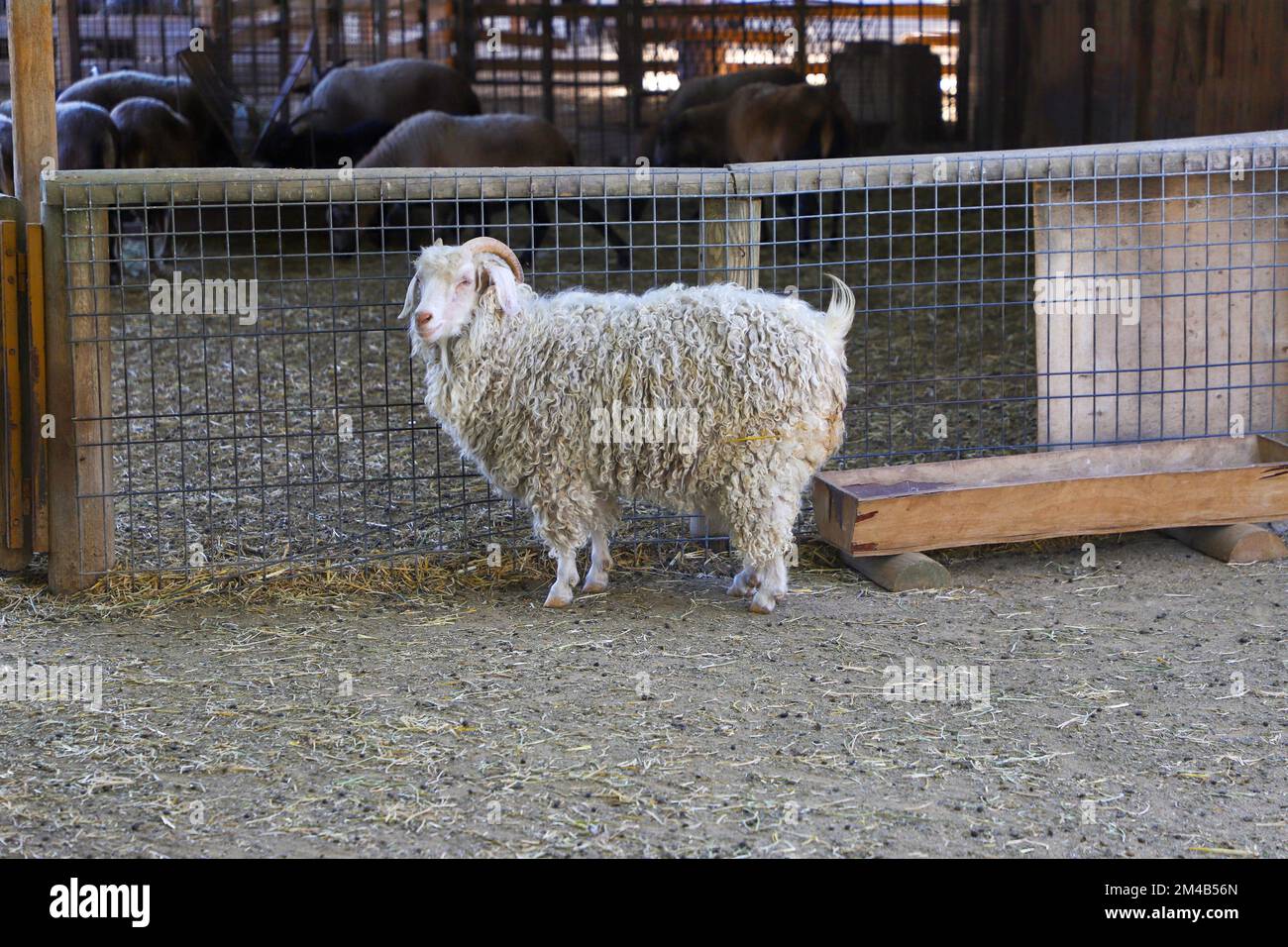 Im Zoo, hinter dem Zaun, ein Schaf mit weißen Locken und Hörnern Stockfoto