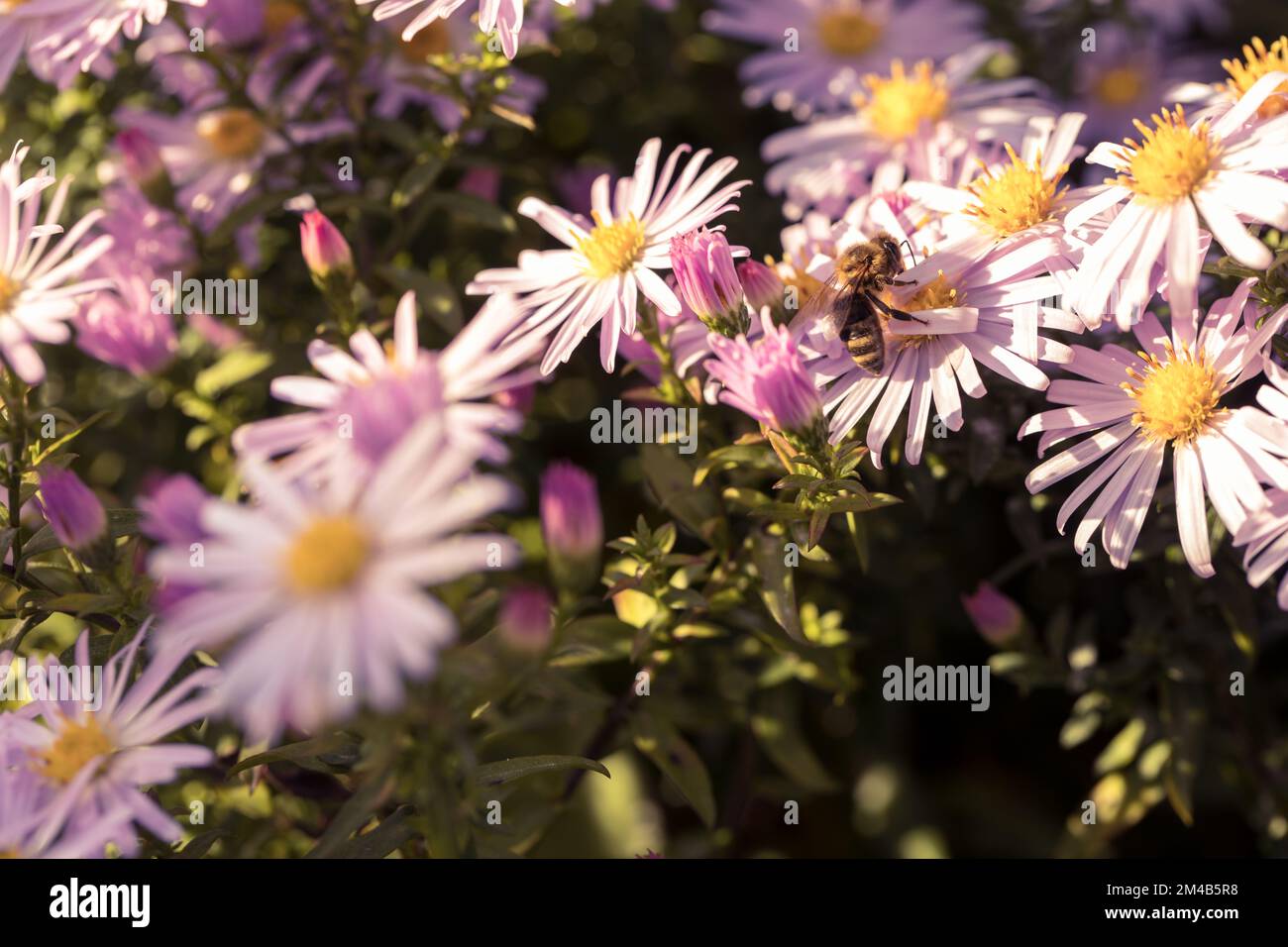 Lila Aster blühen in Blumenbeeten. Bienen sammeln Nektar, Pollen. Stockfoto