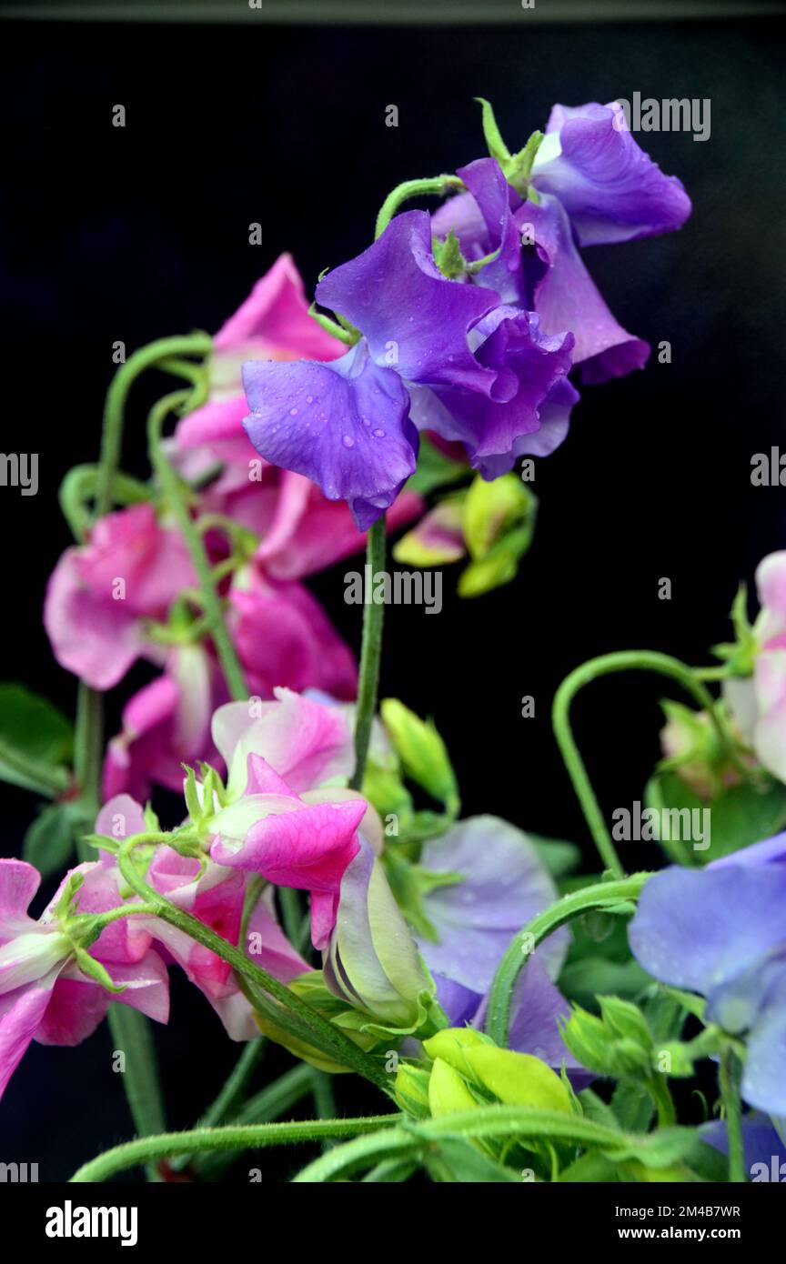 Lila „Blauer Samt“ und rosafarbene „Painted Lady“-Blume Lathyrus odoratus (süße Erbse), die an einer Grenze in einem englischen Landgarten in Lancashire, Großbritannien, angebaut wird. Stockfoto