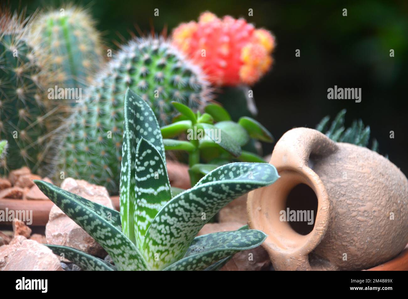 Terrakotta-Schüssel mit einer Vielzahl kleiner Kaktuspflanzen und kleiner Terrakotta-Urne auf einem Terrassentisch in einem englischen Landgarten, Lancashire, Großbritannien. Stockfoto