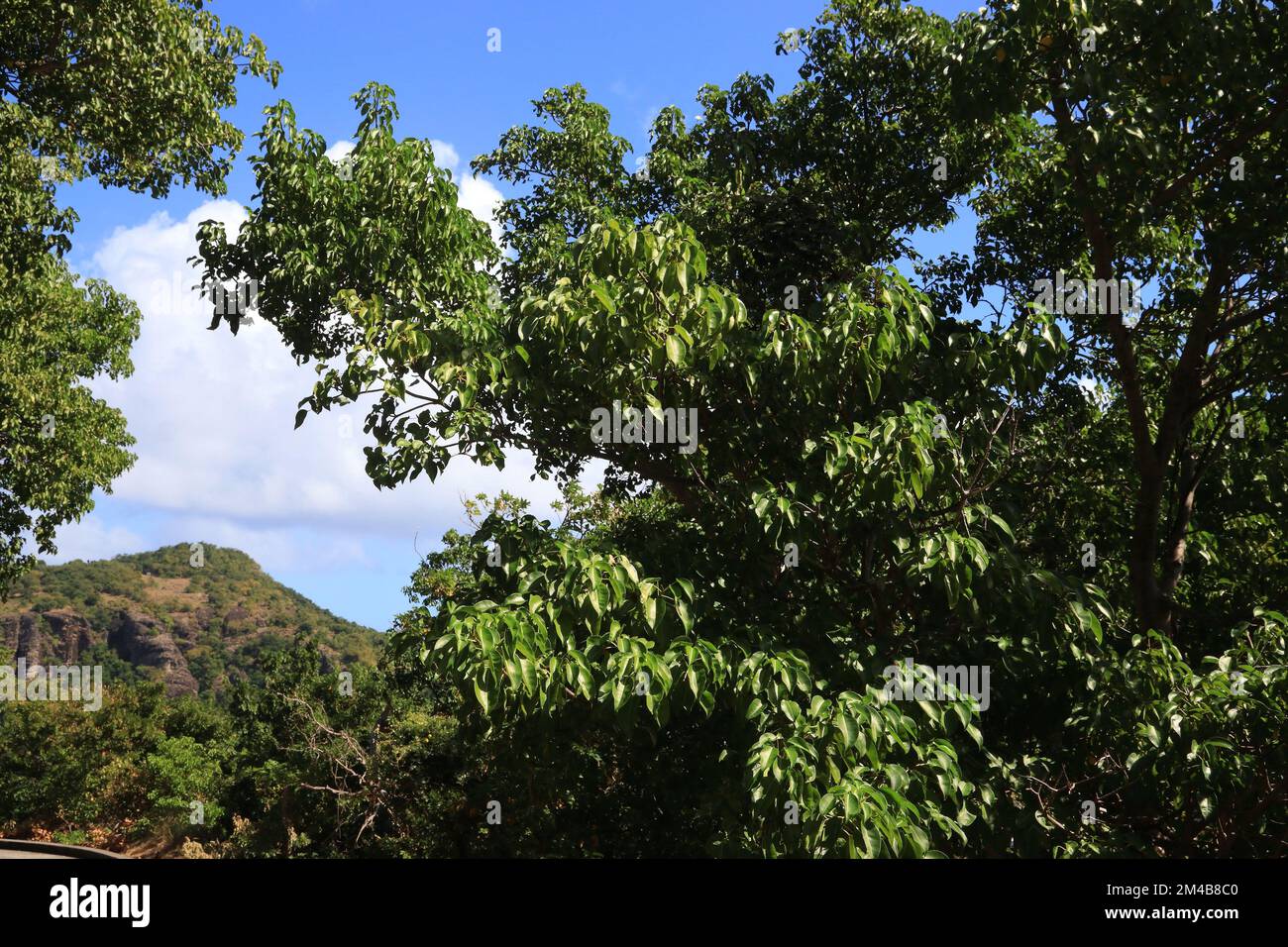 Manchineelbaum (Hippomane mancinella) Arten in der Karibik. Gefährlicher giftiger Baum. Alle Teile des Baumes sind giftig oder giftig. Stockfoto