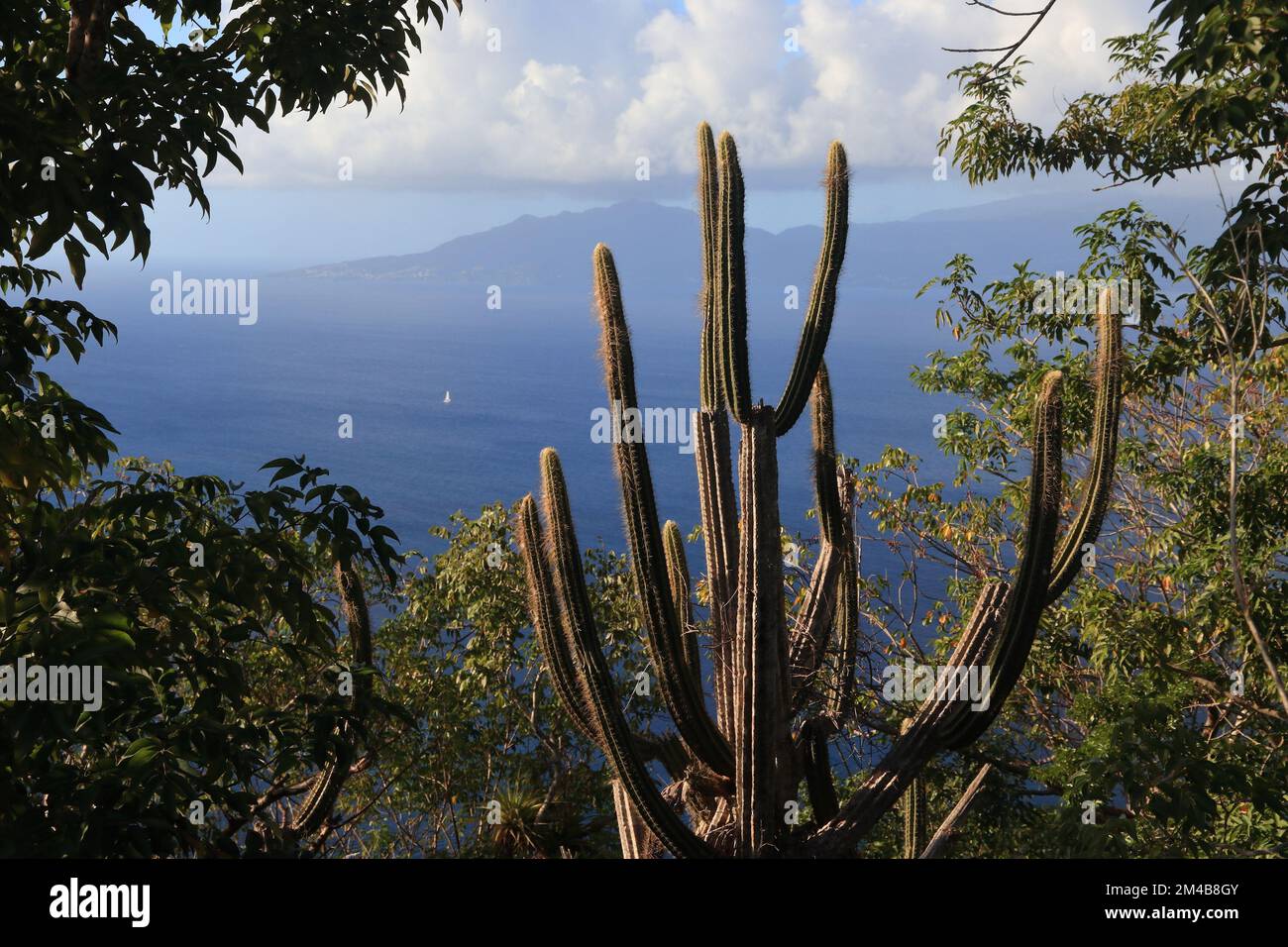 Guadeloupe - Insellandschaft von Les Saintes mit einem Kaktus. Blick auf die Insel Terre de Haut in Richtung Basse Terre. Stockfoto