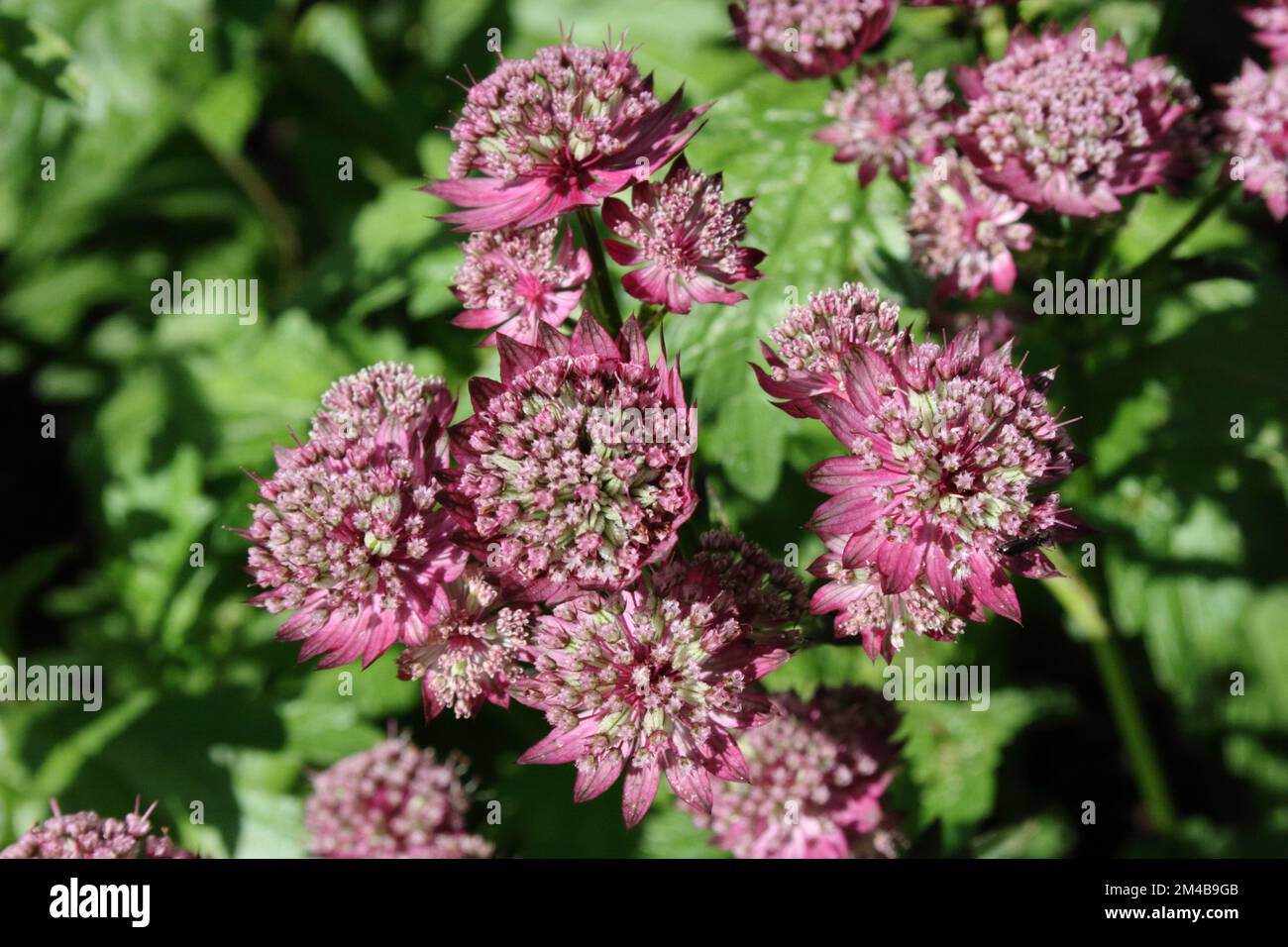 Masterwort (Astrantia major „Rubra“) Stockfoto