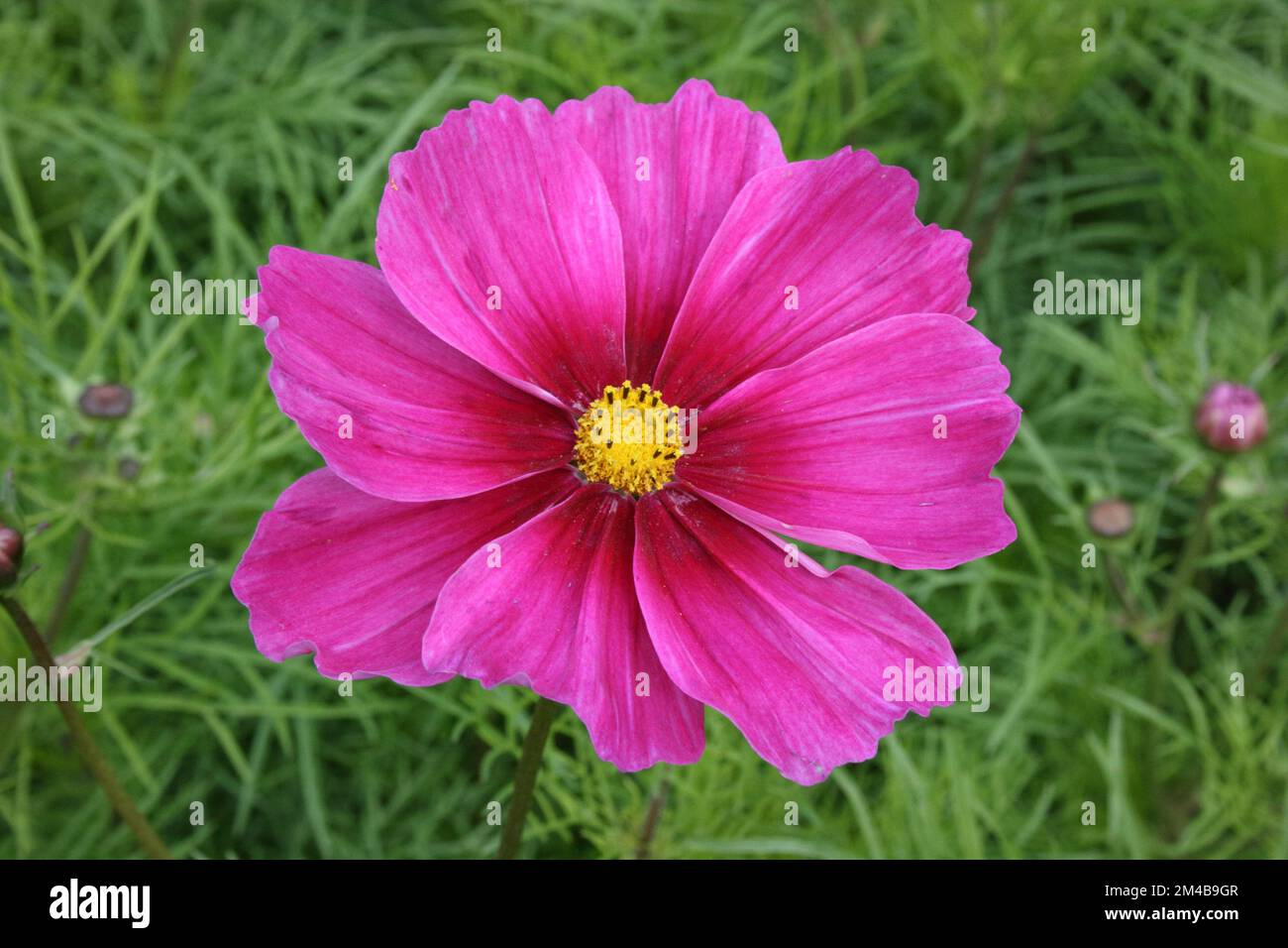 Blume des mexikanischen Asters (Cosmos bipinnatus „Sensation“) Stockfoto
