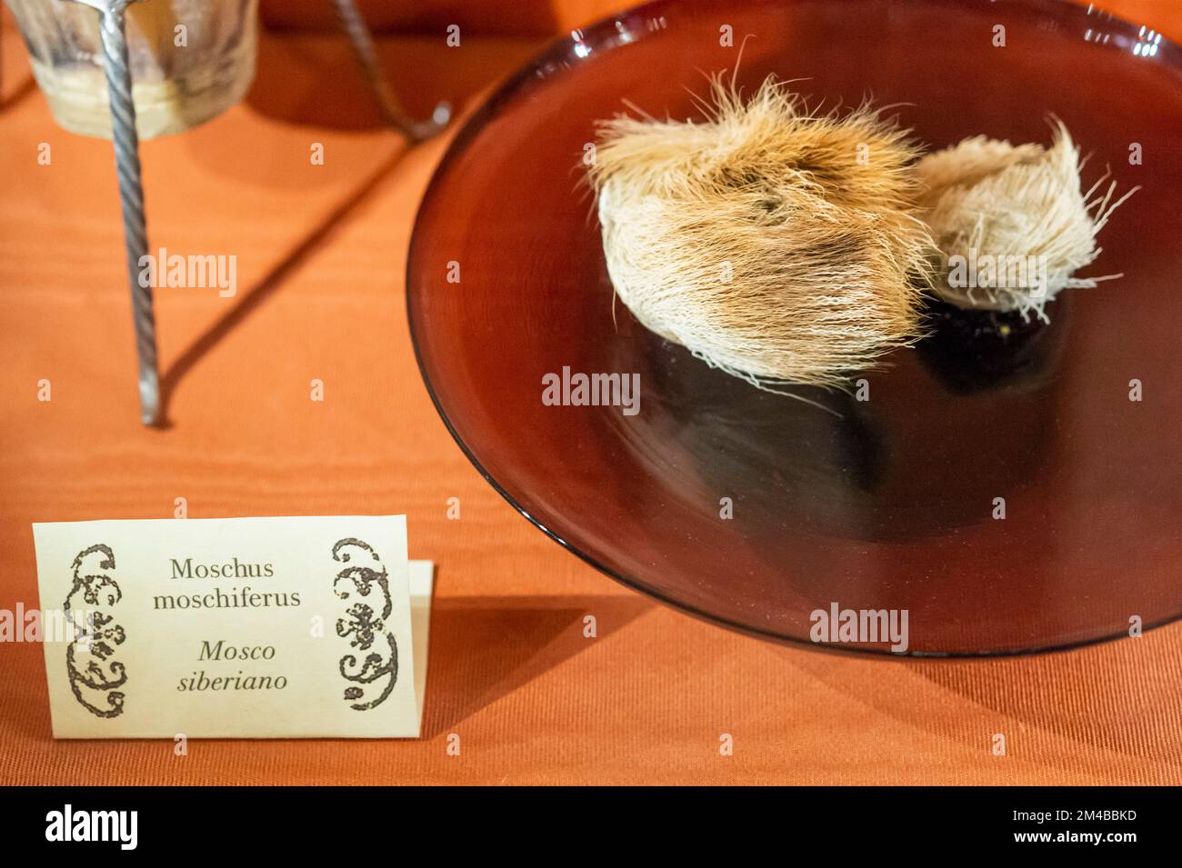 mocenigo-Palast, Parfümmuseum, sibirisches Moschuswild, venedig, italien Stockfoto