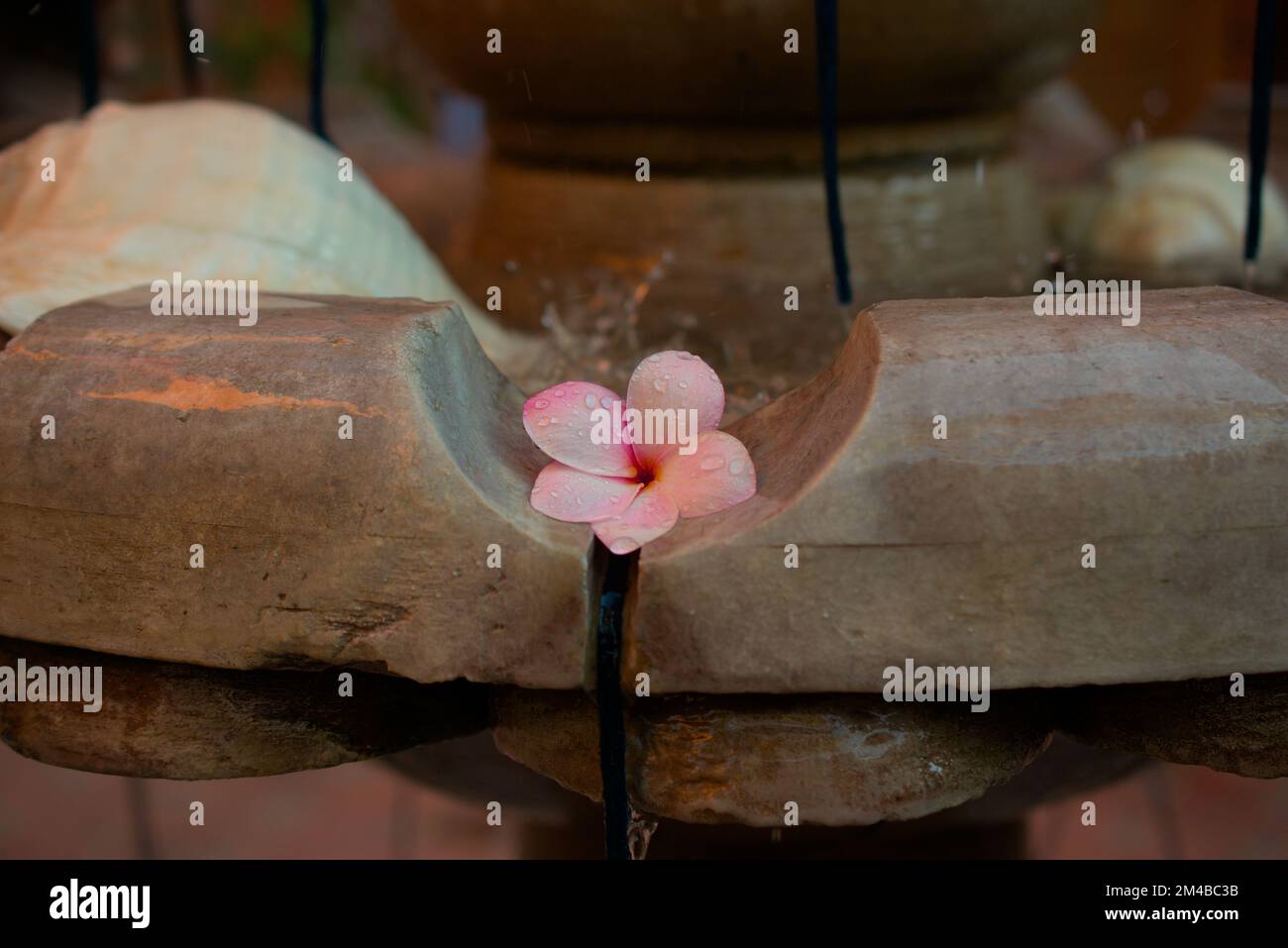 Rosa Blume in einem Betonbrunnen Stockfoto