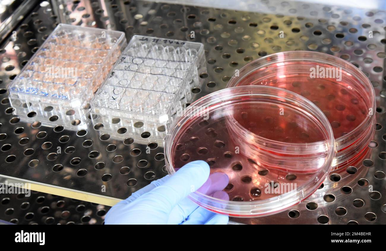 Zellspreizer 5 Stück - Labor Werkzeug Für Mikrobiologie Und Zellkulturen