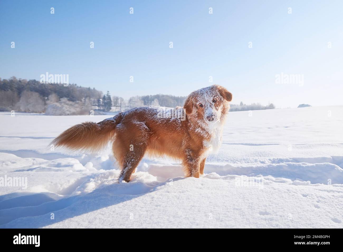 Glücklicher Hund bei Winterspaziergängen im tiefen Schnee. Neuschottische Ente in schneebedeckten Landschaften. Stockfoto