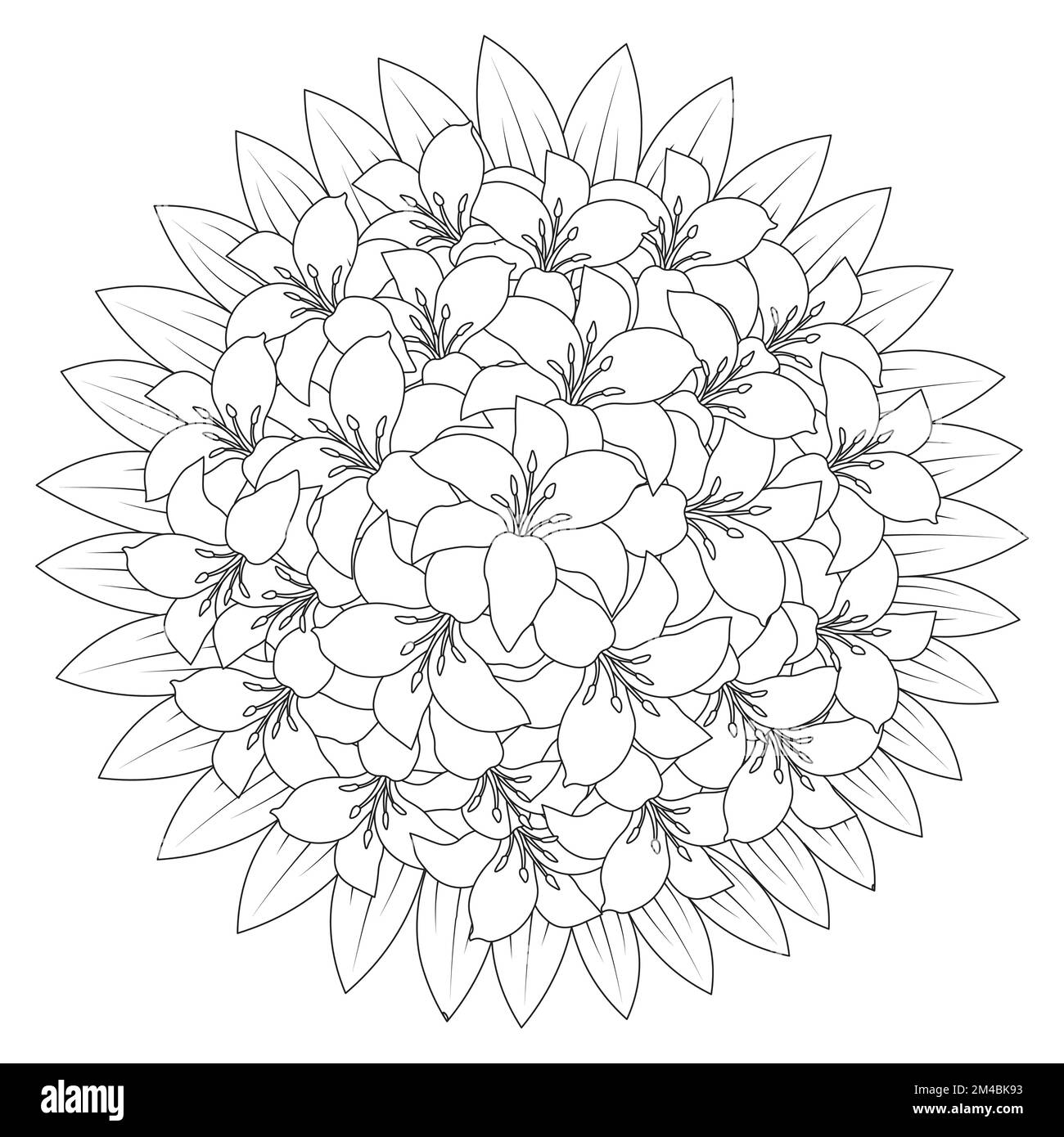 lily Flower und lilium Flower Ausmalseite umgibt dekorative Strichgrafiken Vektorgrafiken Stock Vektor