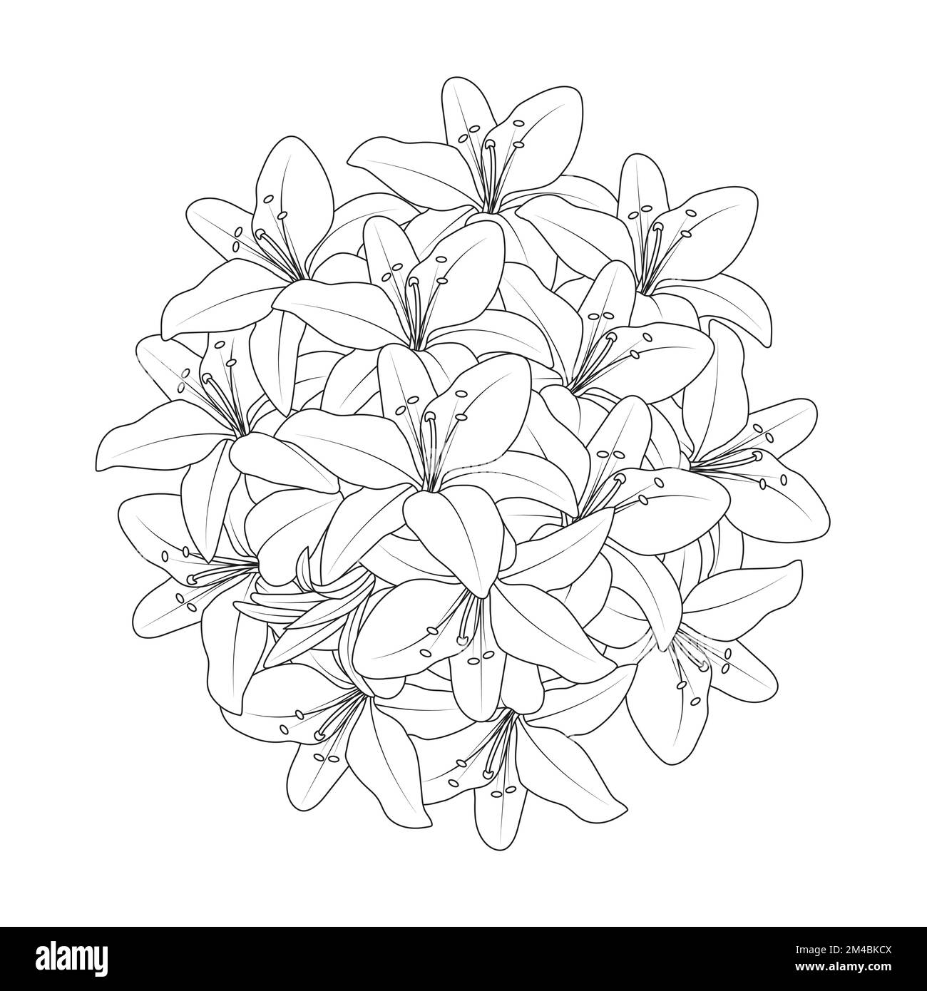 lily Flower und lilium Flower Ausmalseite umgibt dekorative Strichgrafiken Vektorgrafiken Stock Vektor