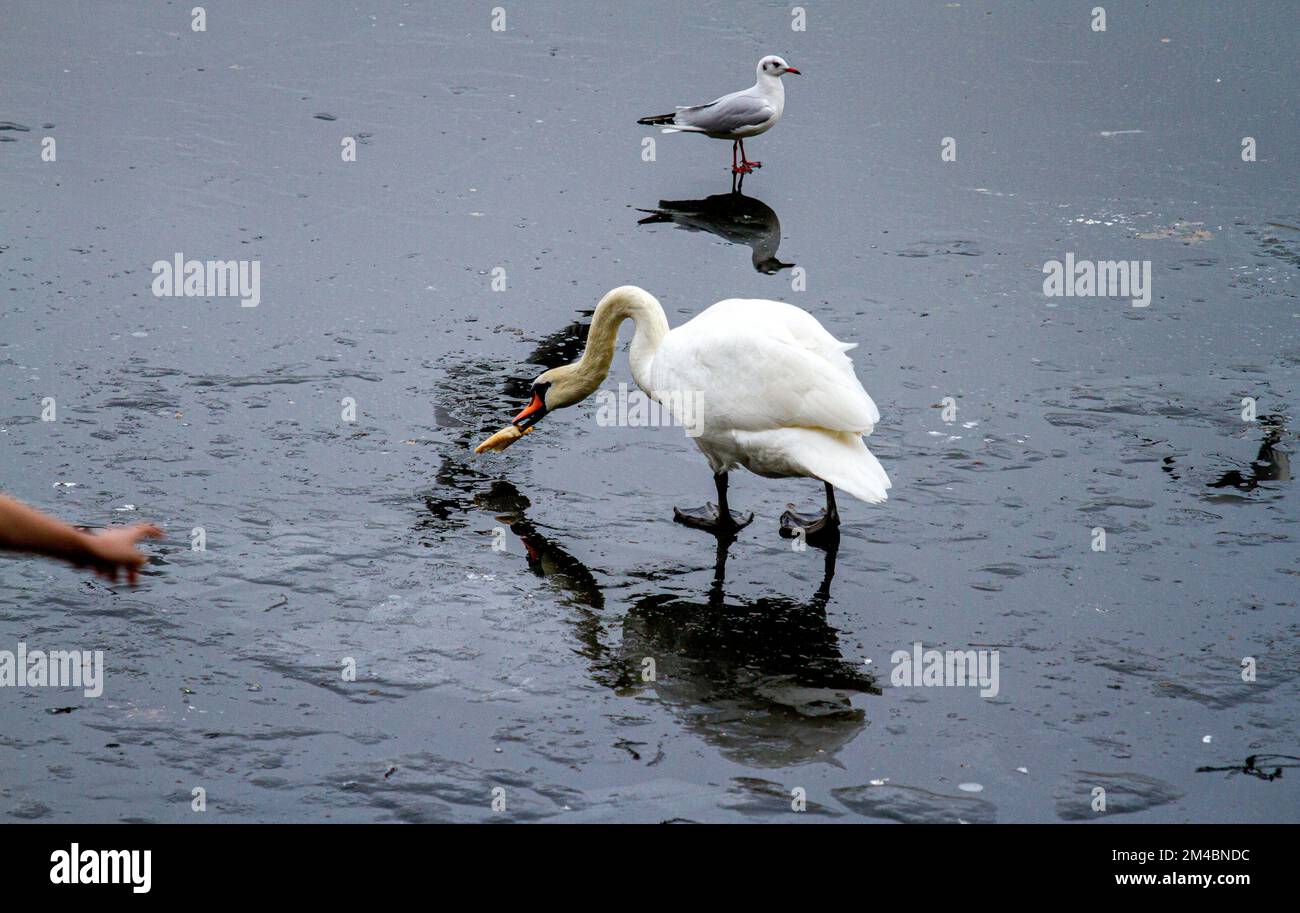 Dundee, Tayside, Schottland, Großbritannien. 20.. Dezember 2022. Wetter in Großbritannien: Winter in Dundee mit Schnee und Eis, die aufgrund eines Temperaturanstiegs von 7 °C allmählich auftauen. Eine Familie stummer Schwäne füttert im Dundee's Clatto Country Park. Kredit: Dundee Photographics/Alamy Live News Stockfoto