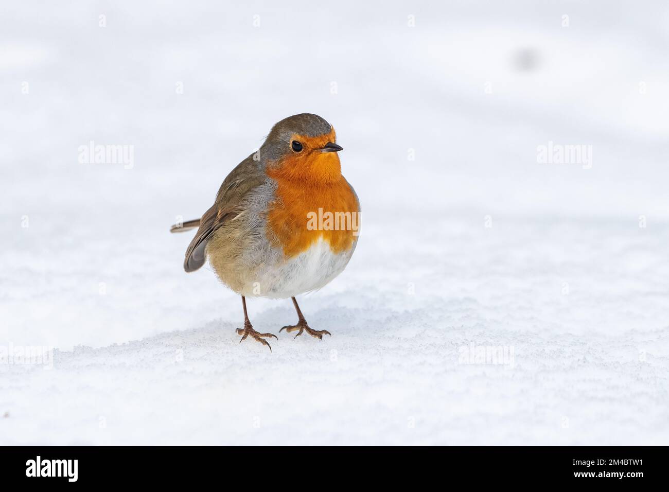 Eurasian Robin (Erithacus rubecula) in the Snow, Inverurie, Aberdeenshire, Schottland, Vereinigtes Königreich Stockfoto