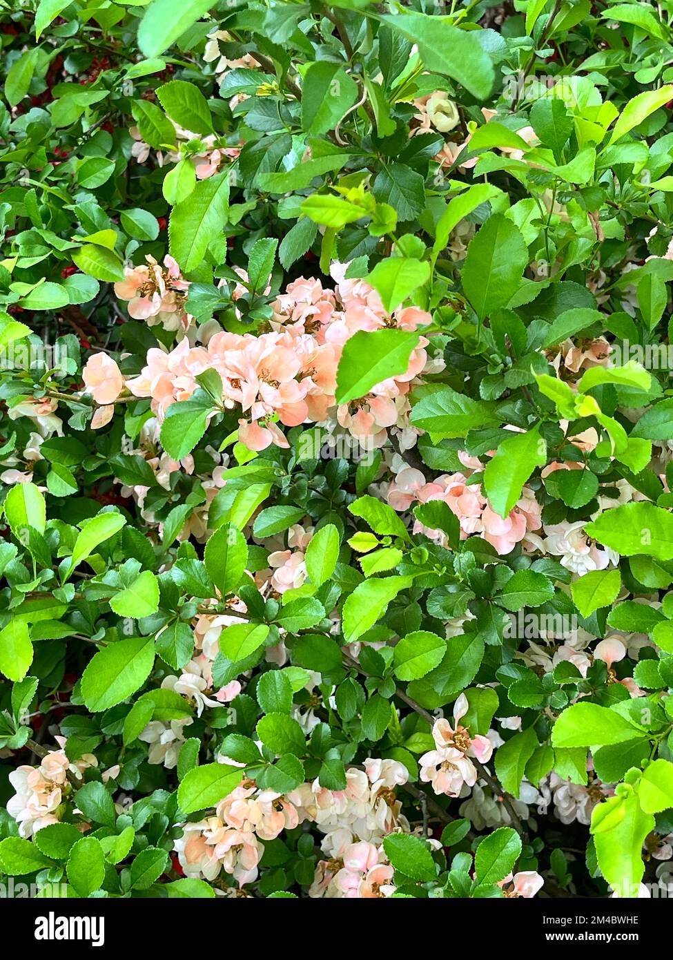 Die pfirsichrosa Blume erblüht an einem Frühlingstag in voller Blüte Stockfoto