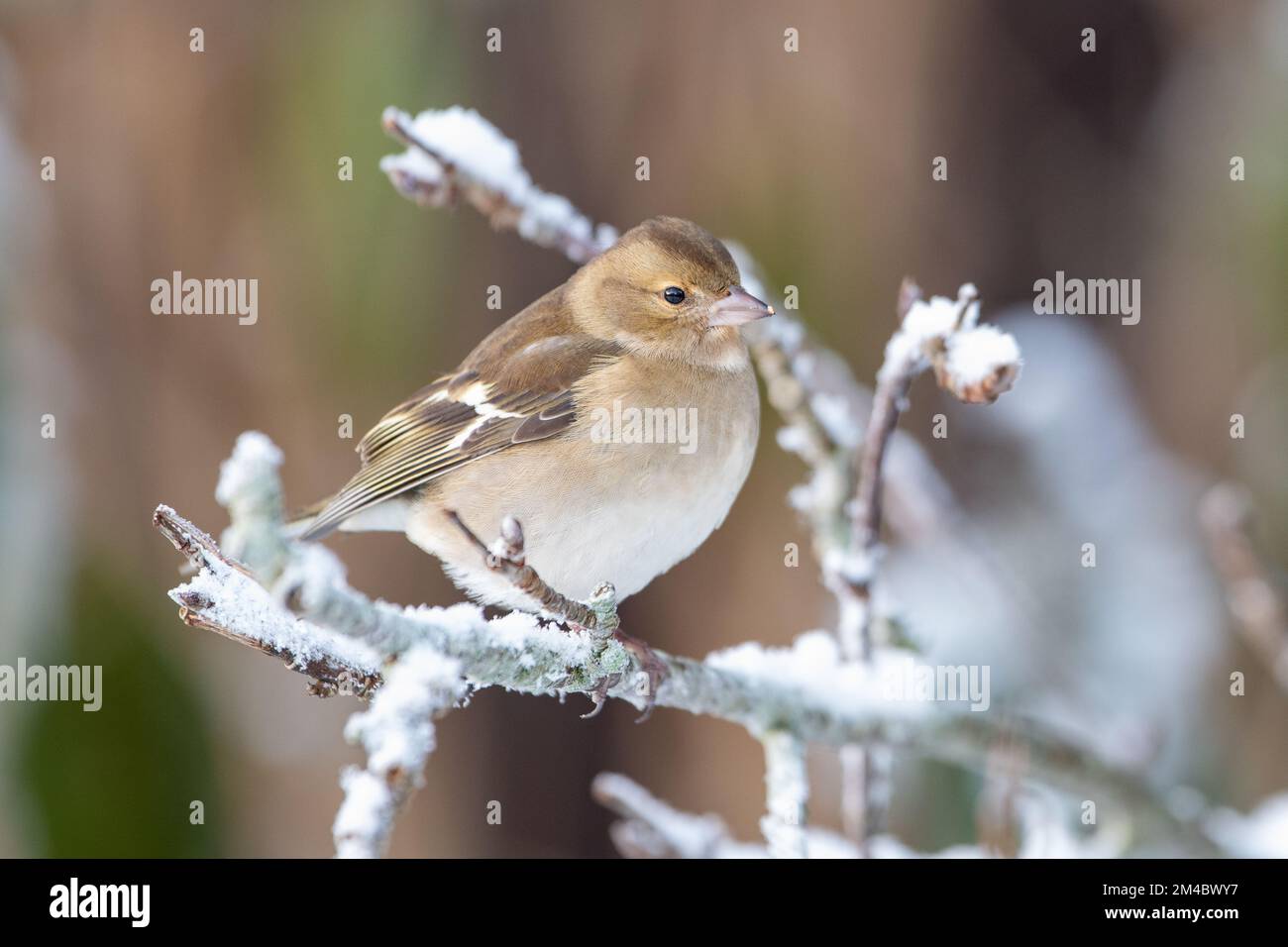 Weibliche Gemeine Chaffinch (Fringilla coelebs), Inverurie, Aberdeenshire, Schottland, Vereinigtes Königreich Stockfoto